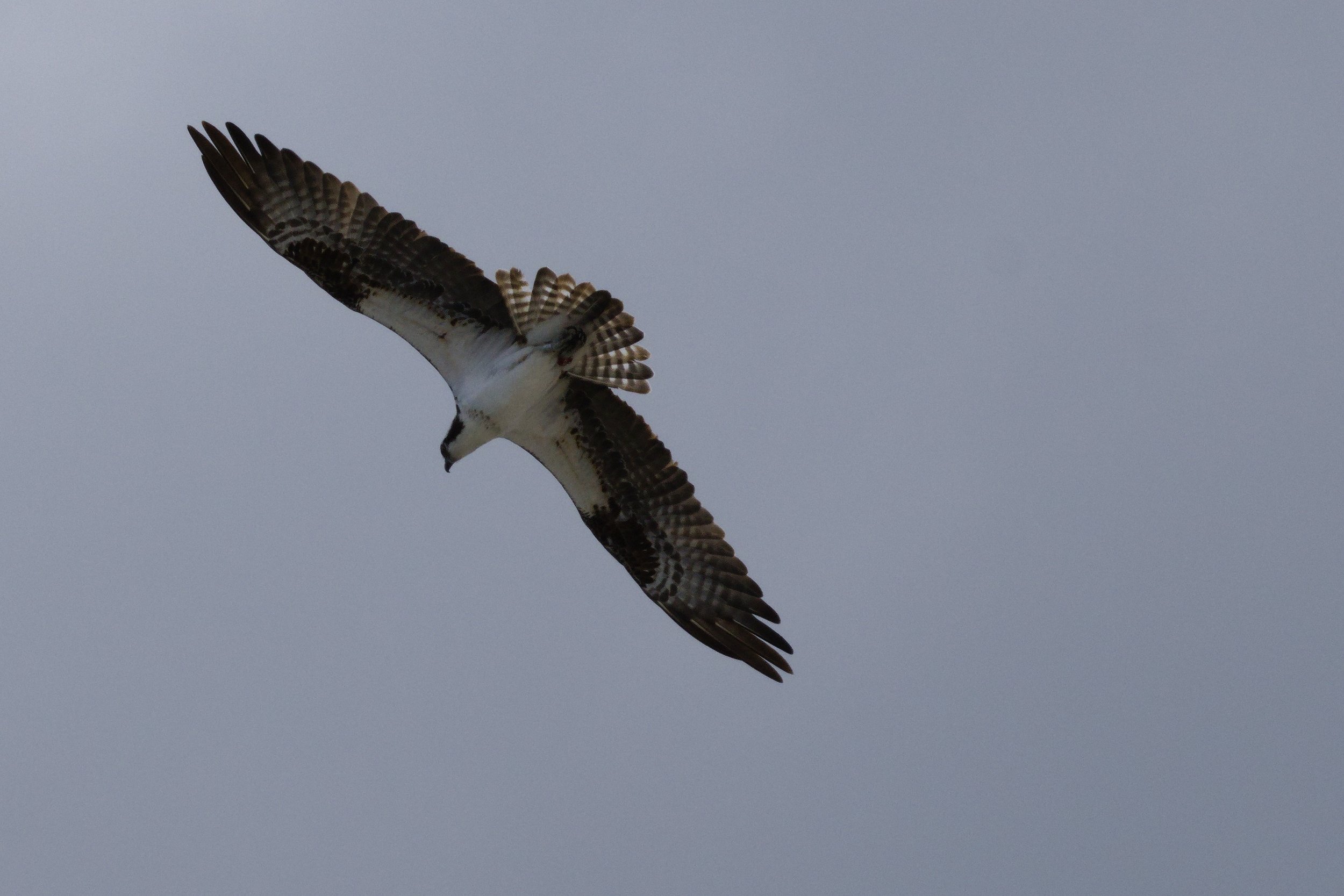 Osprey