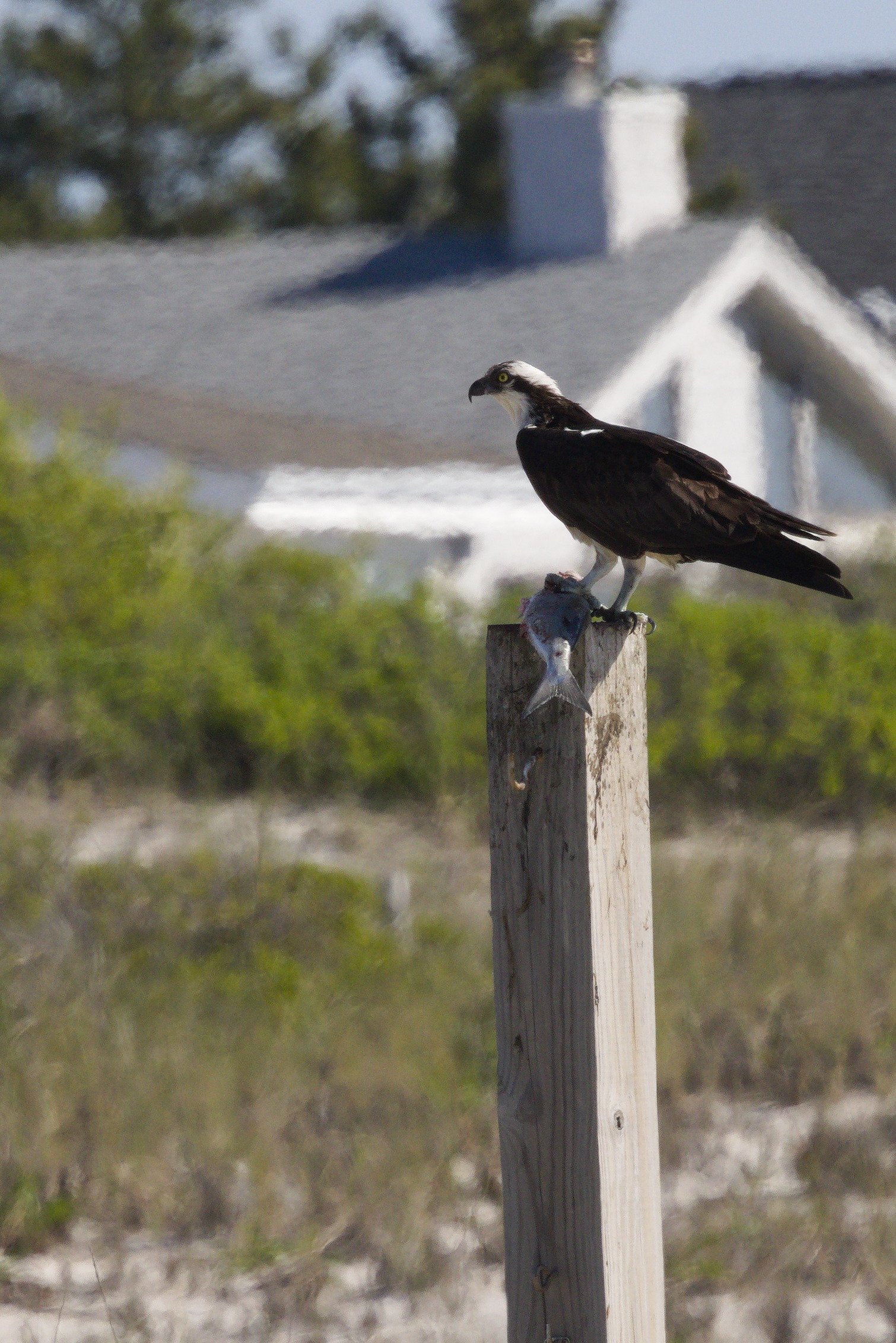 Osprey2.jpg
