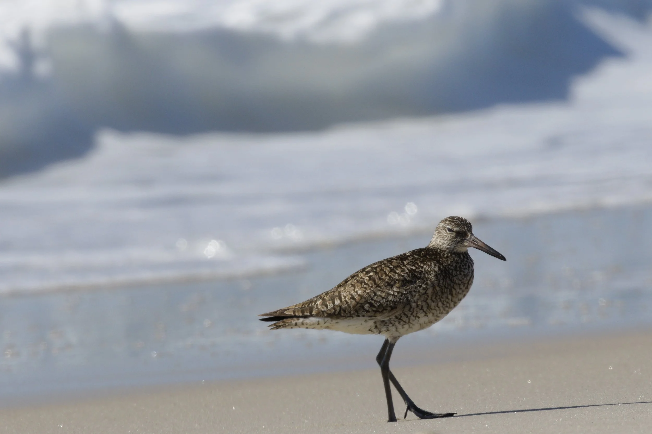Willet