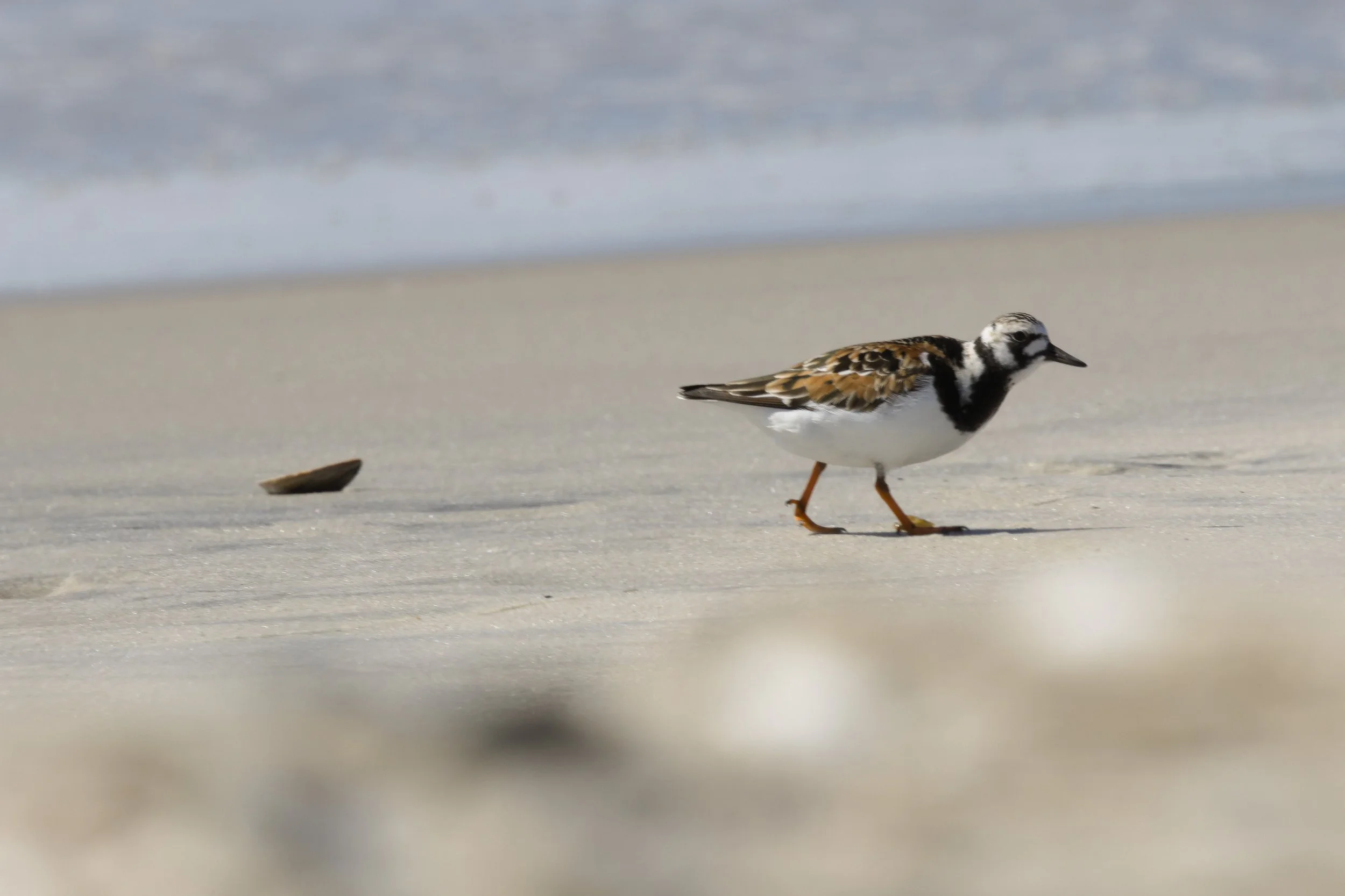Ruddy Turnstone
