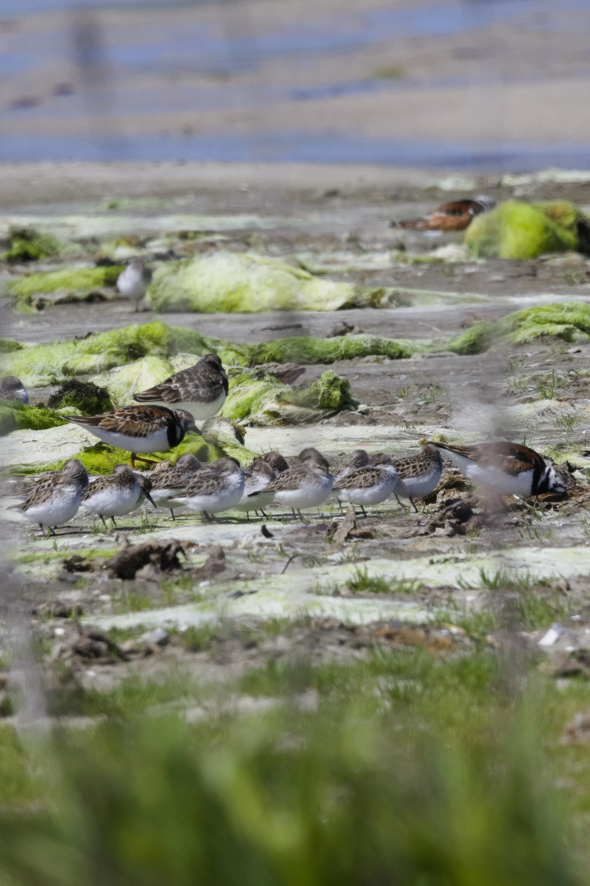 Turnstones and Sanderlings1.jpg