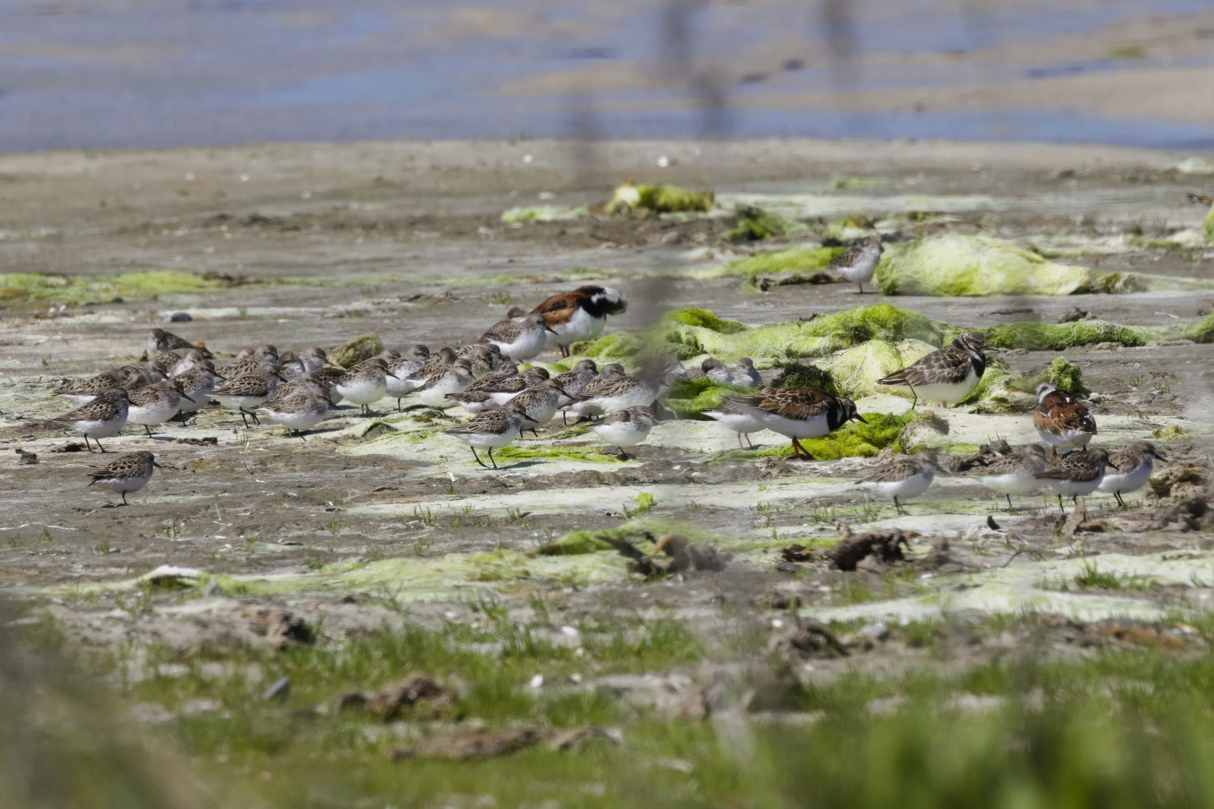 Turnstones and Sanderlings2.jpg