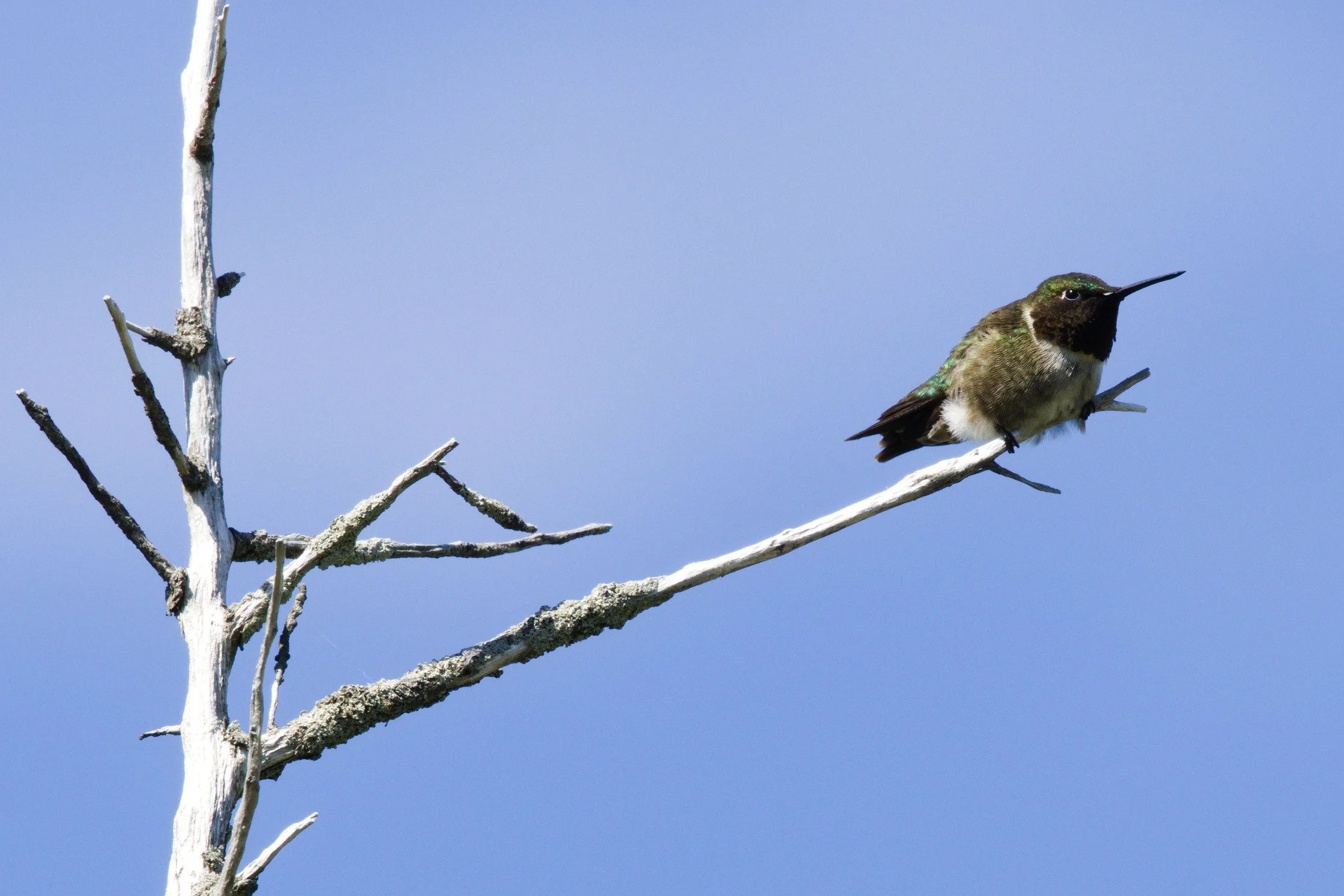 Ruby-throated Hummingbird