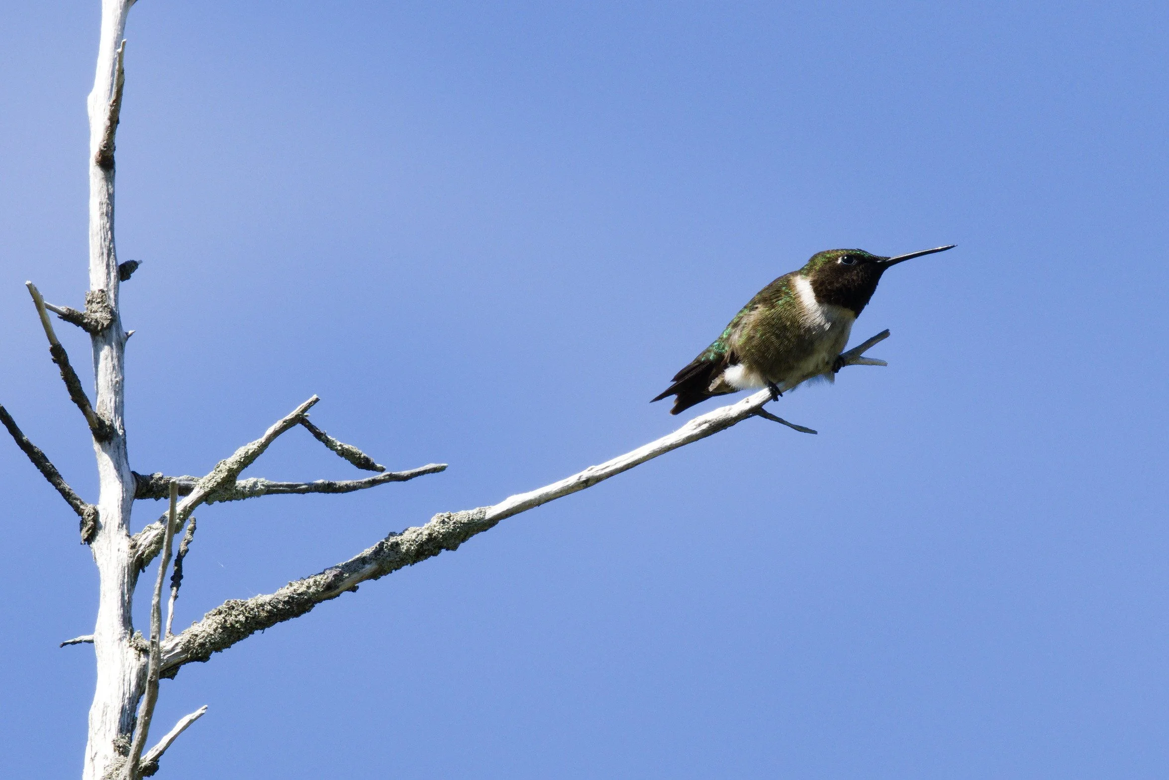 Ruby-throated Hummingbird2.jpg