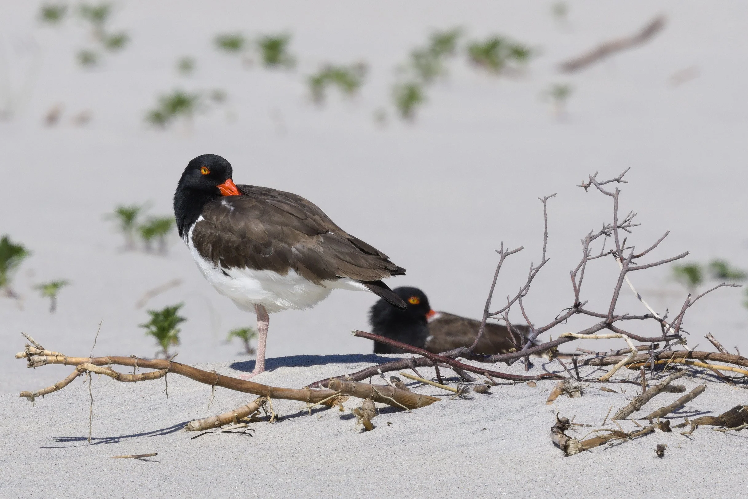 American Oystercatcher
