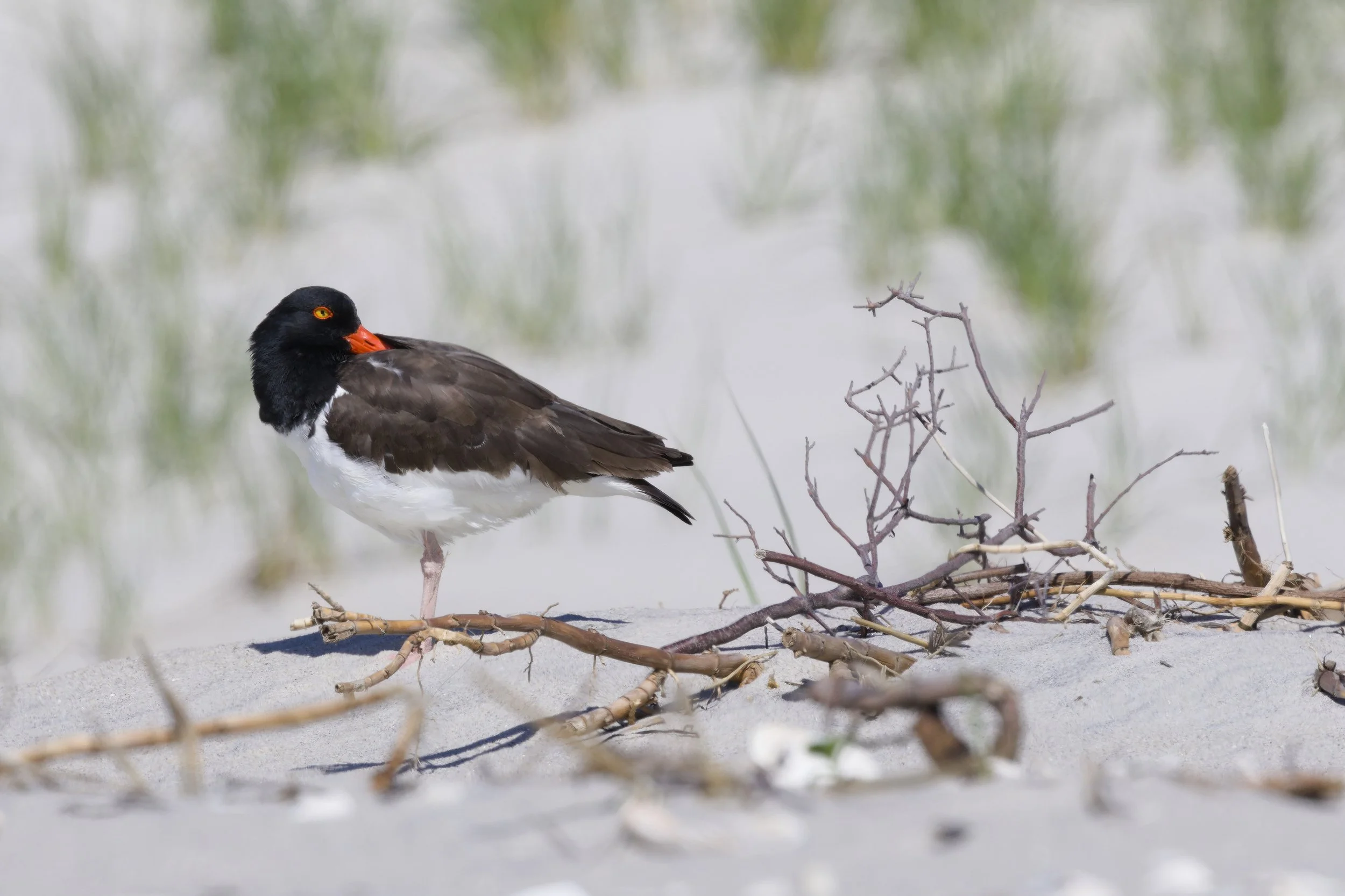 American Oystercatcher2.jpg
