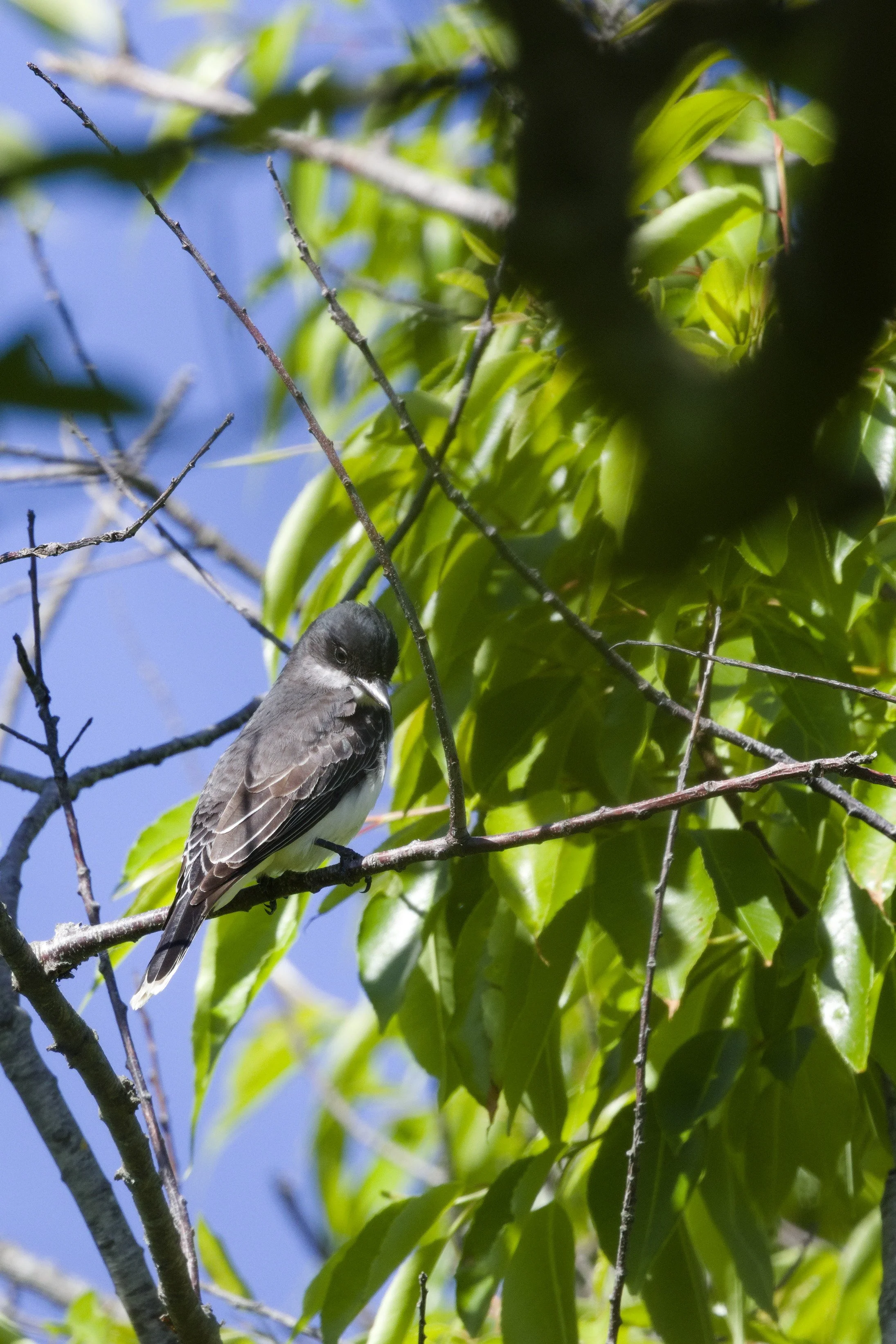 Eastern Kingbird2.jpg