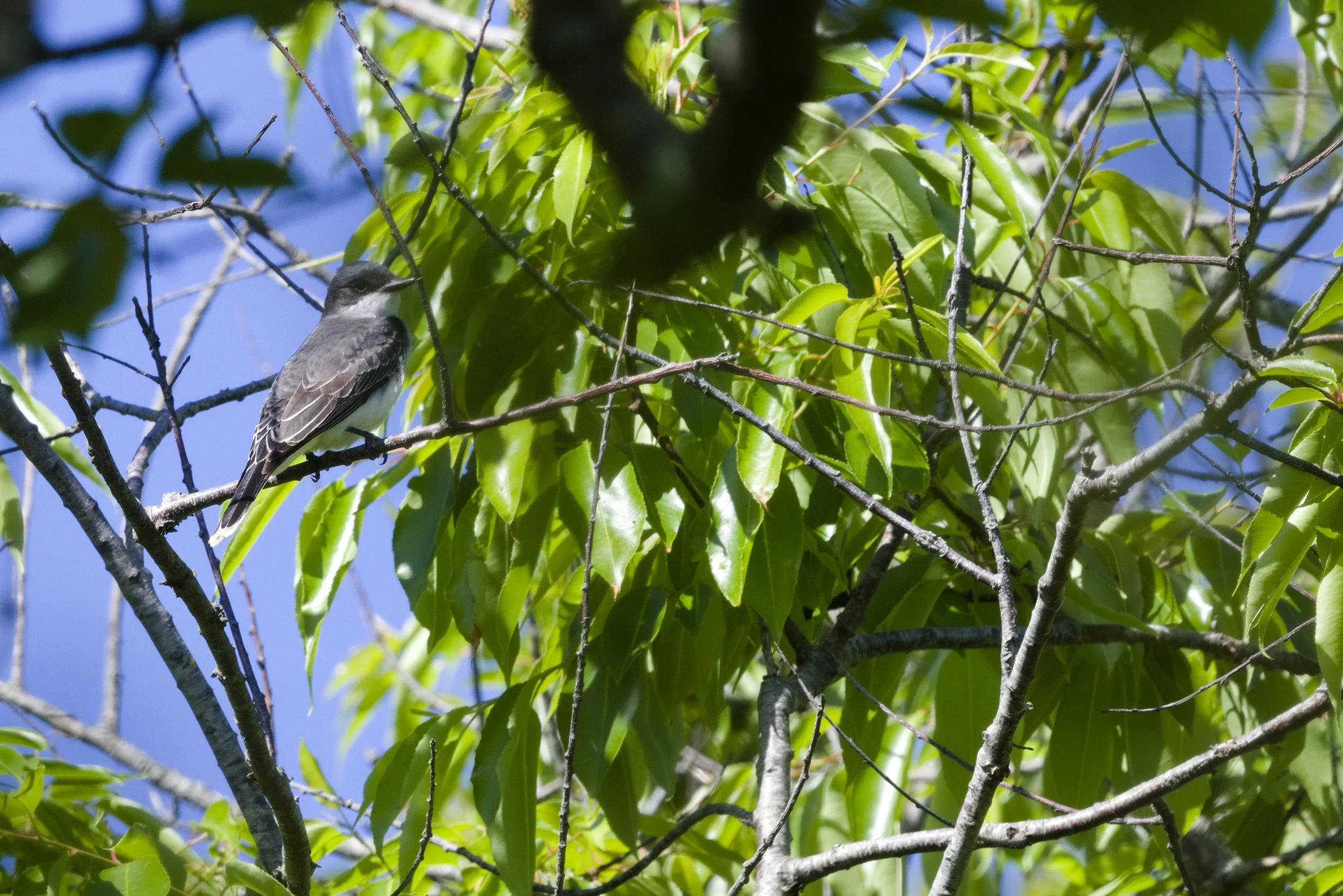 Eastern Kingbird