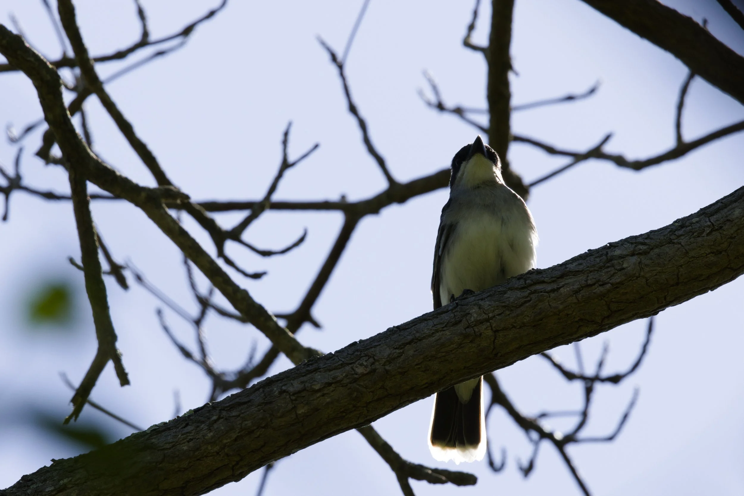 Eastern Kingbird3.jpg