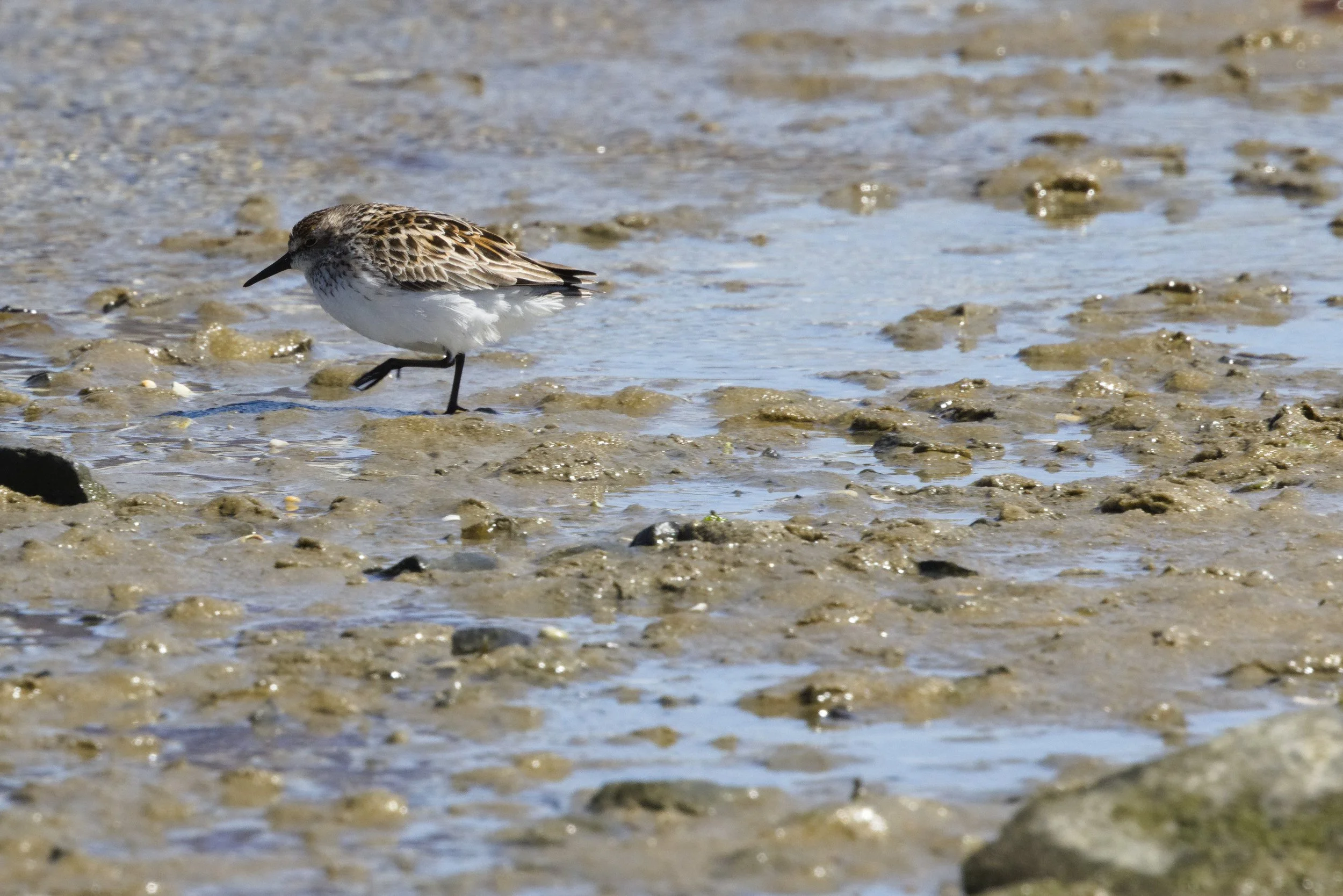 Semipalmated Sandpiper1.jpg