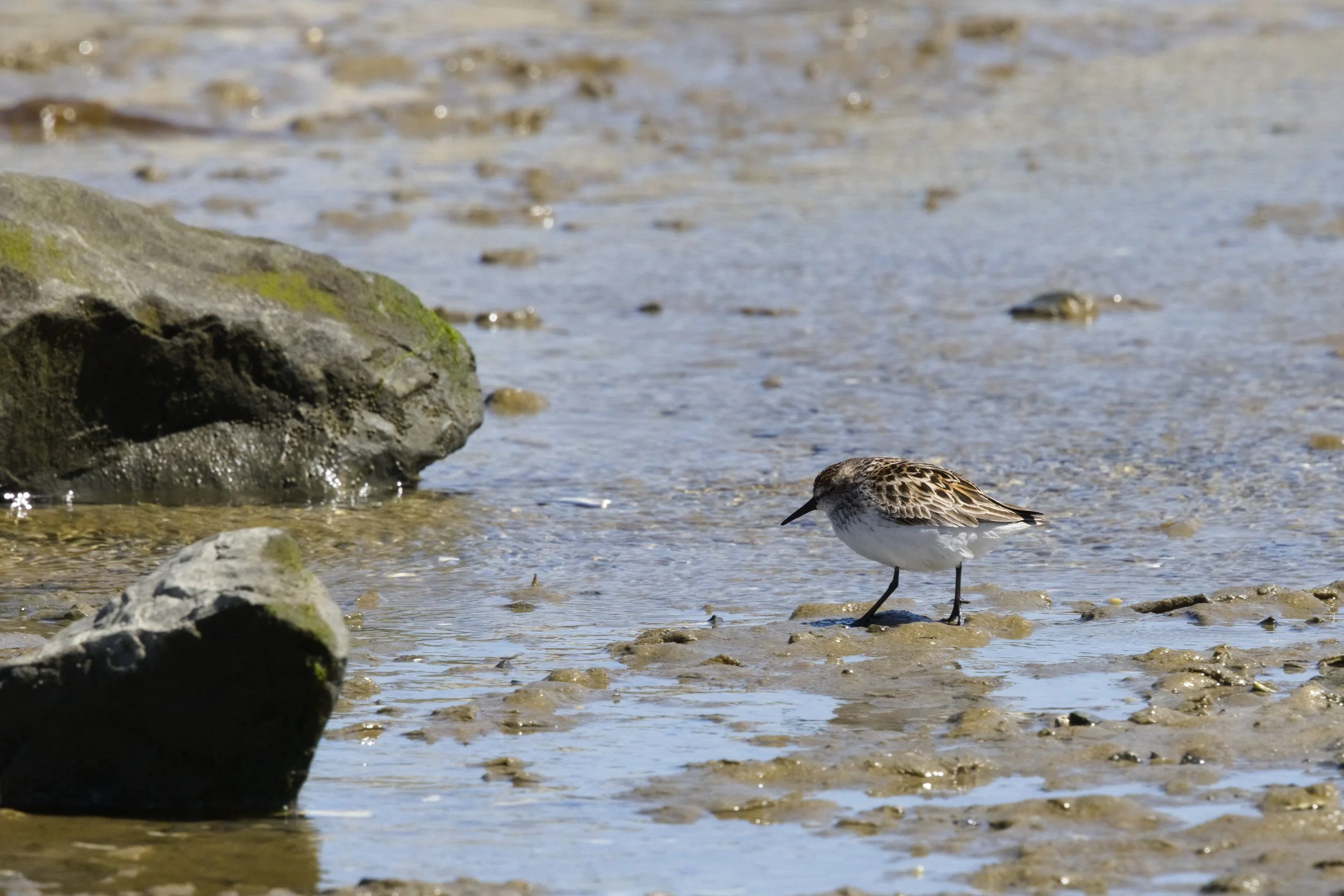 Semipalmated Sandpiper2.jpg