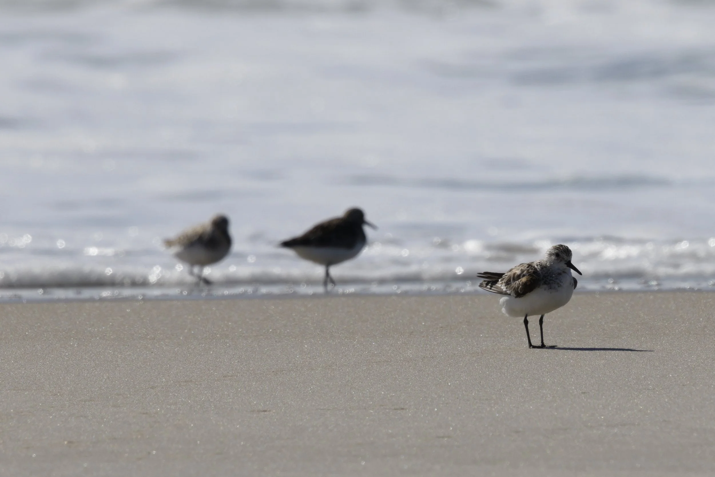 Semipalmated Sandpiper3.jpg
