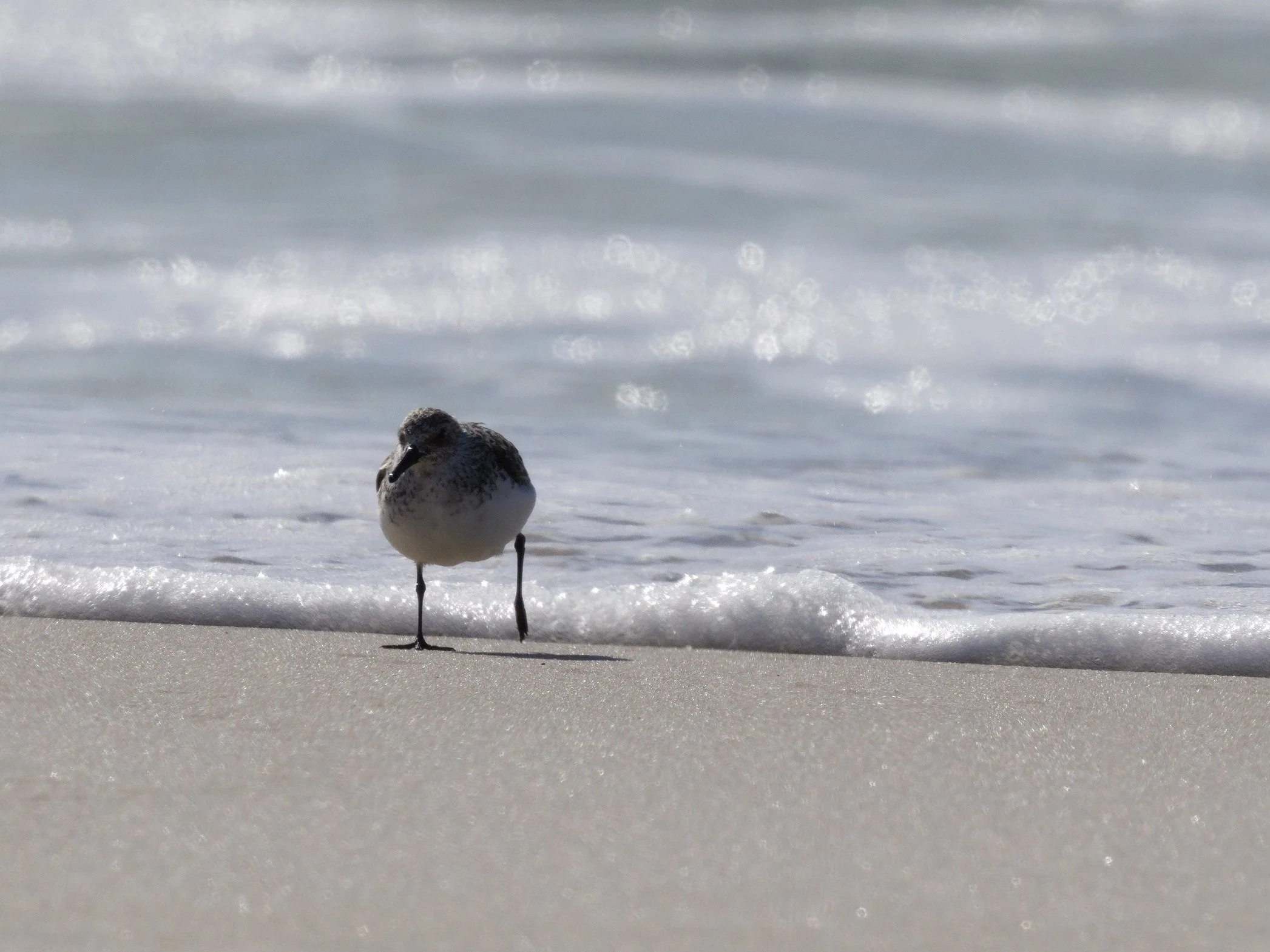 Semipalmated Sandpiper4.jpg