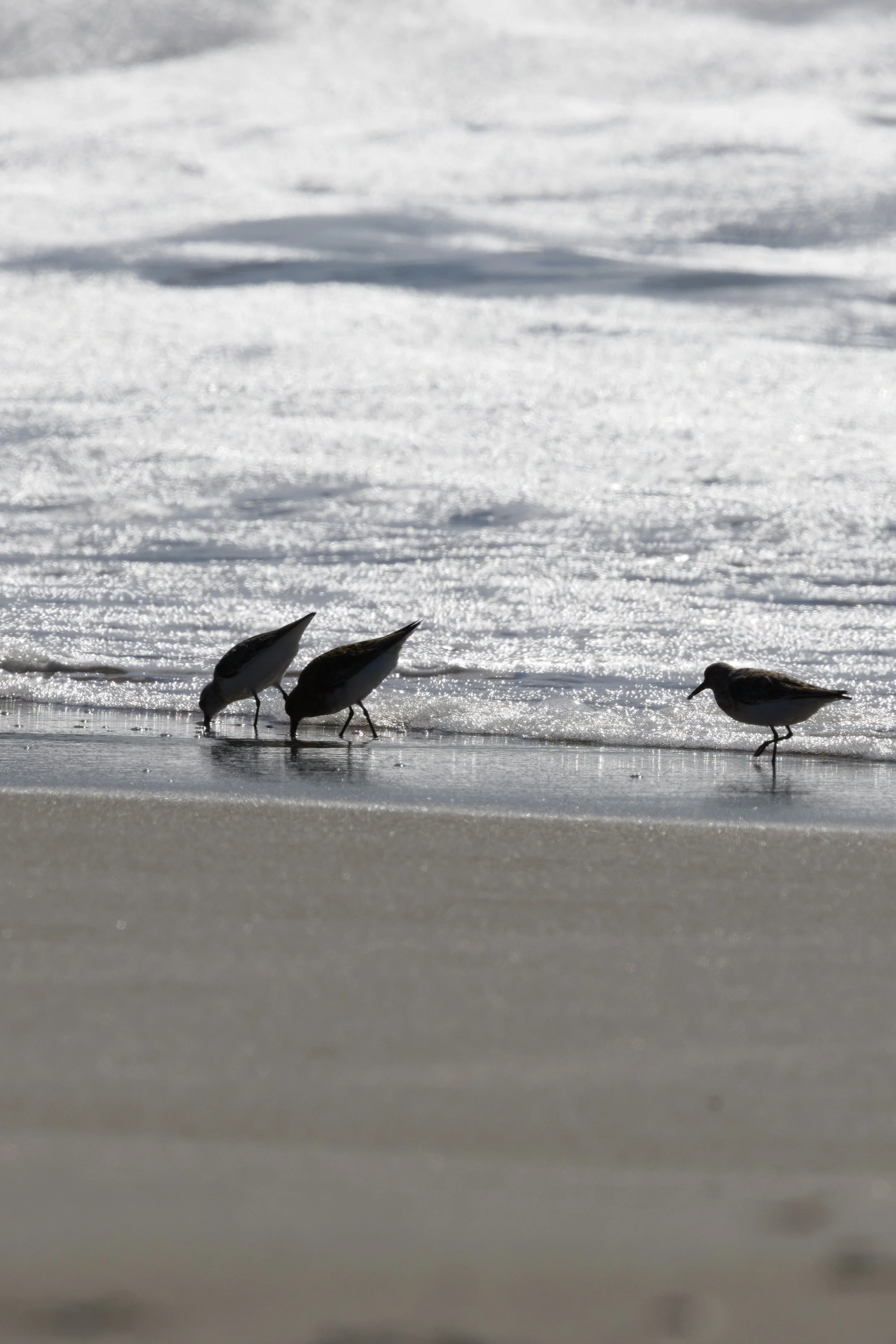 Semipalmated Sandpiper5.jpg
