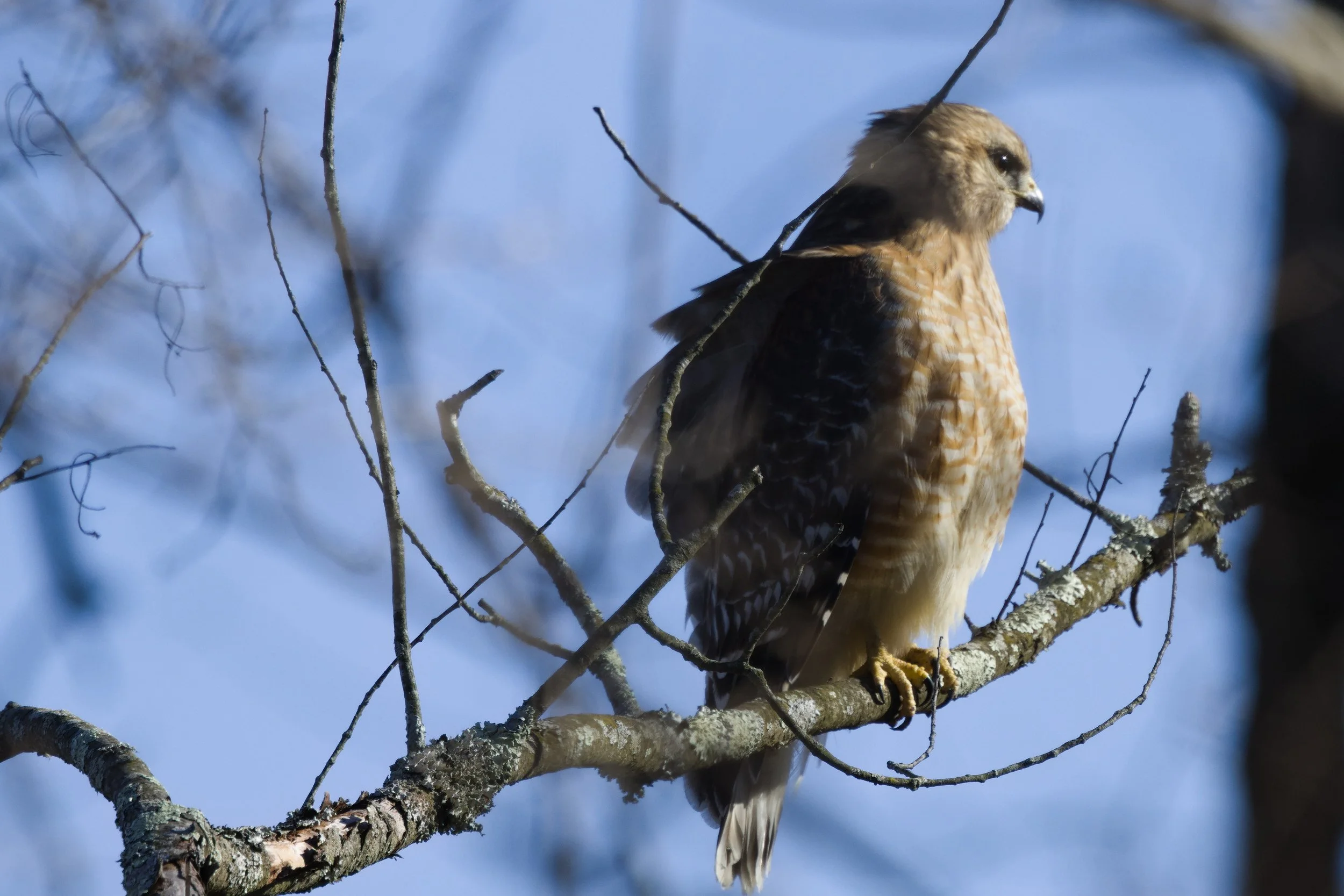 Red-shouldered Hawk2.jpg