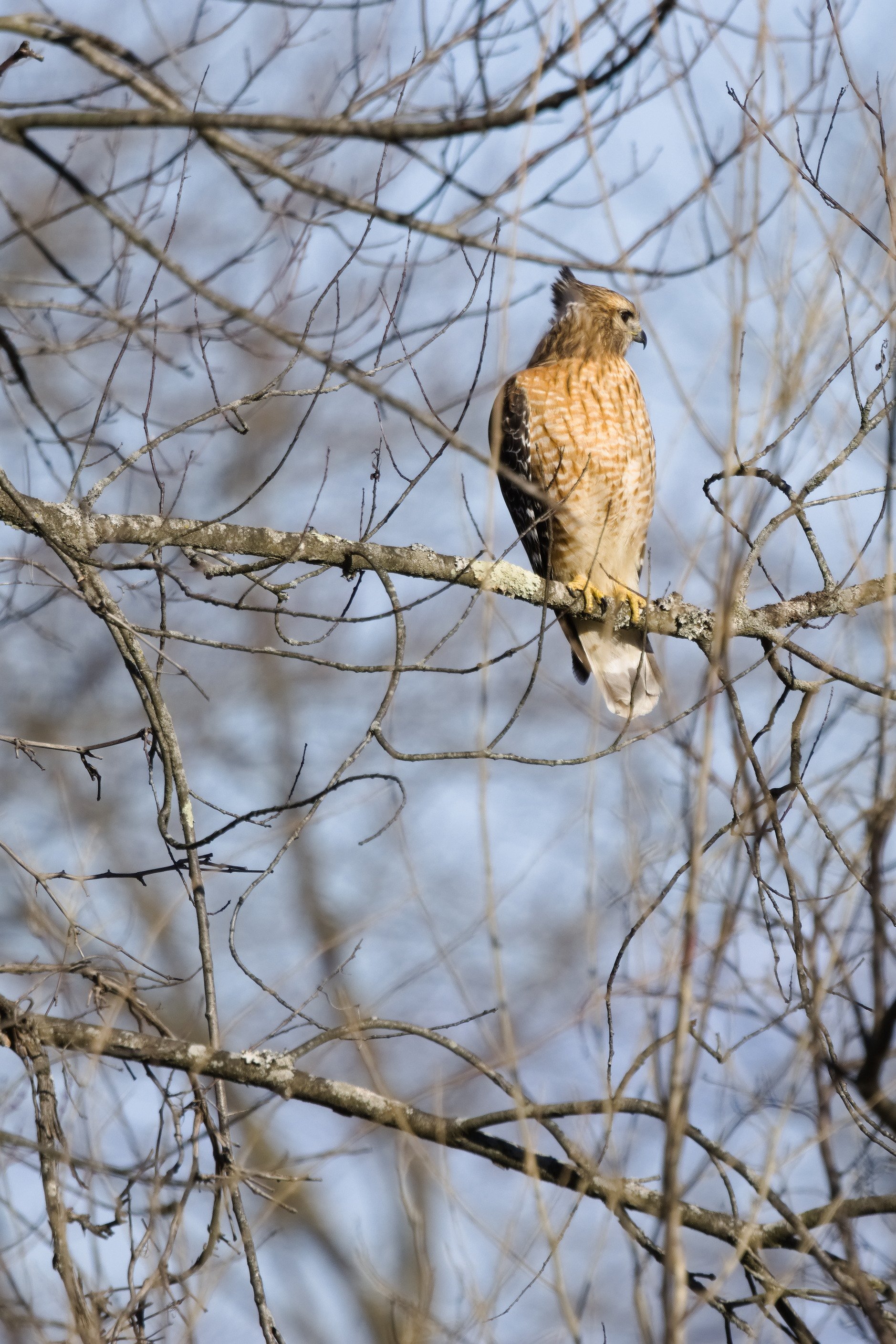 Red-shouldered Hawk1.jpg