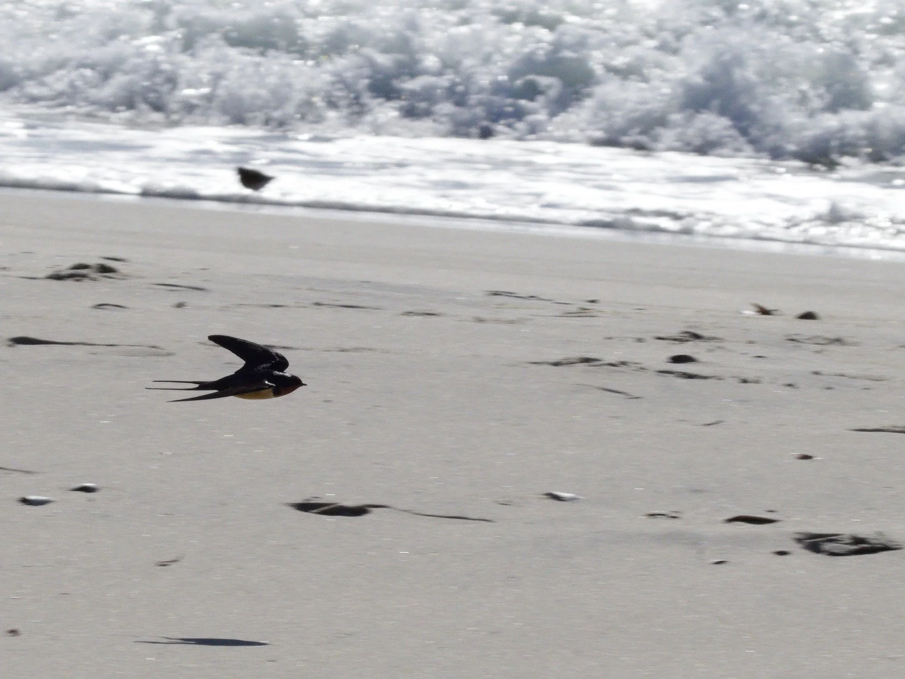 Barn Swallow1.jpg