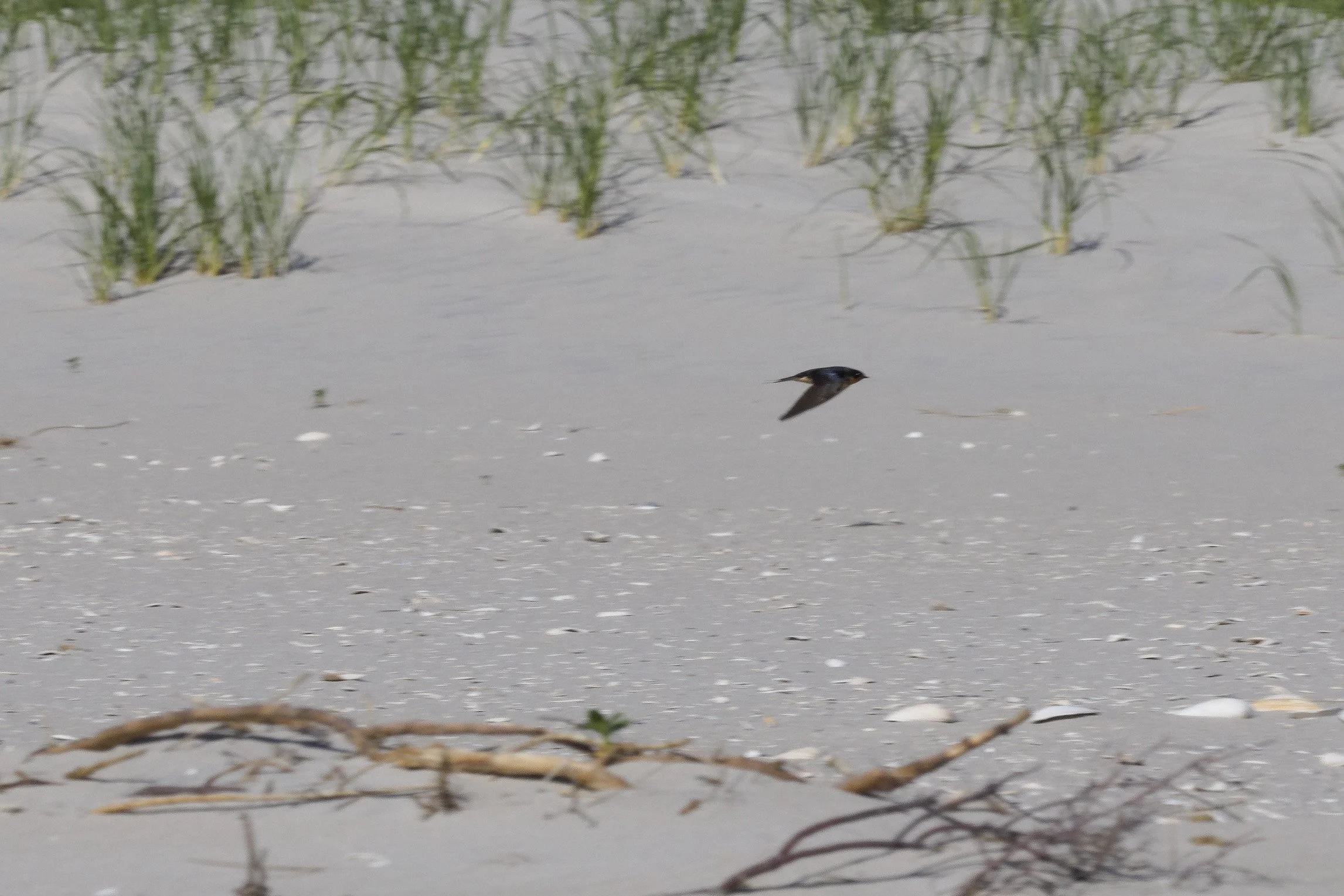 Barn Swallow2.jpg