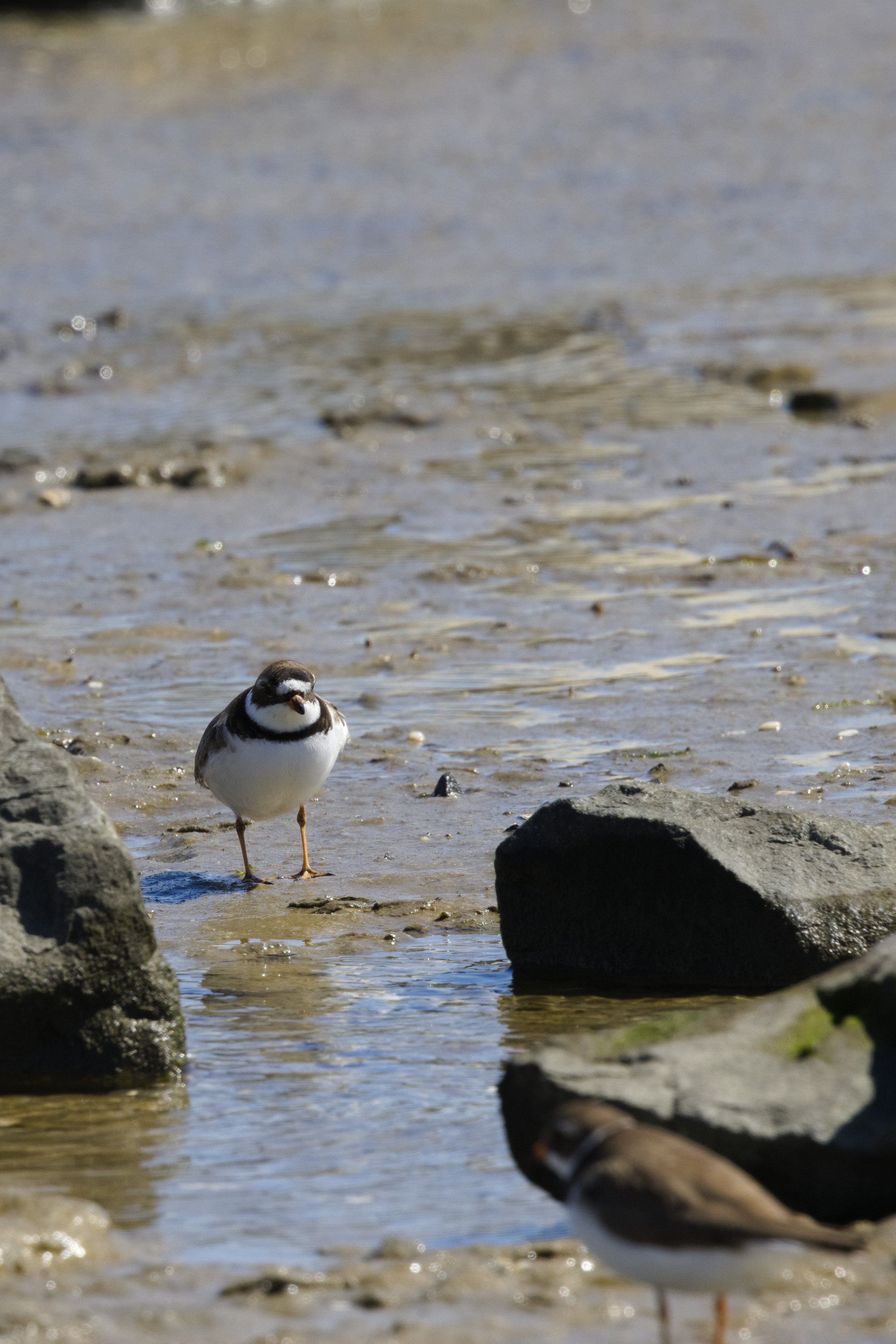 Semipalmated Plover2.jpg