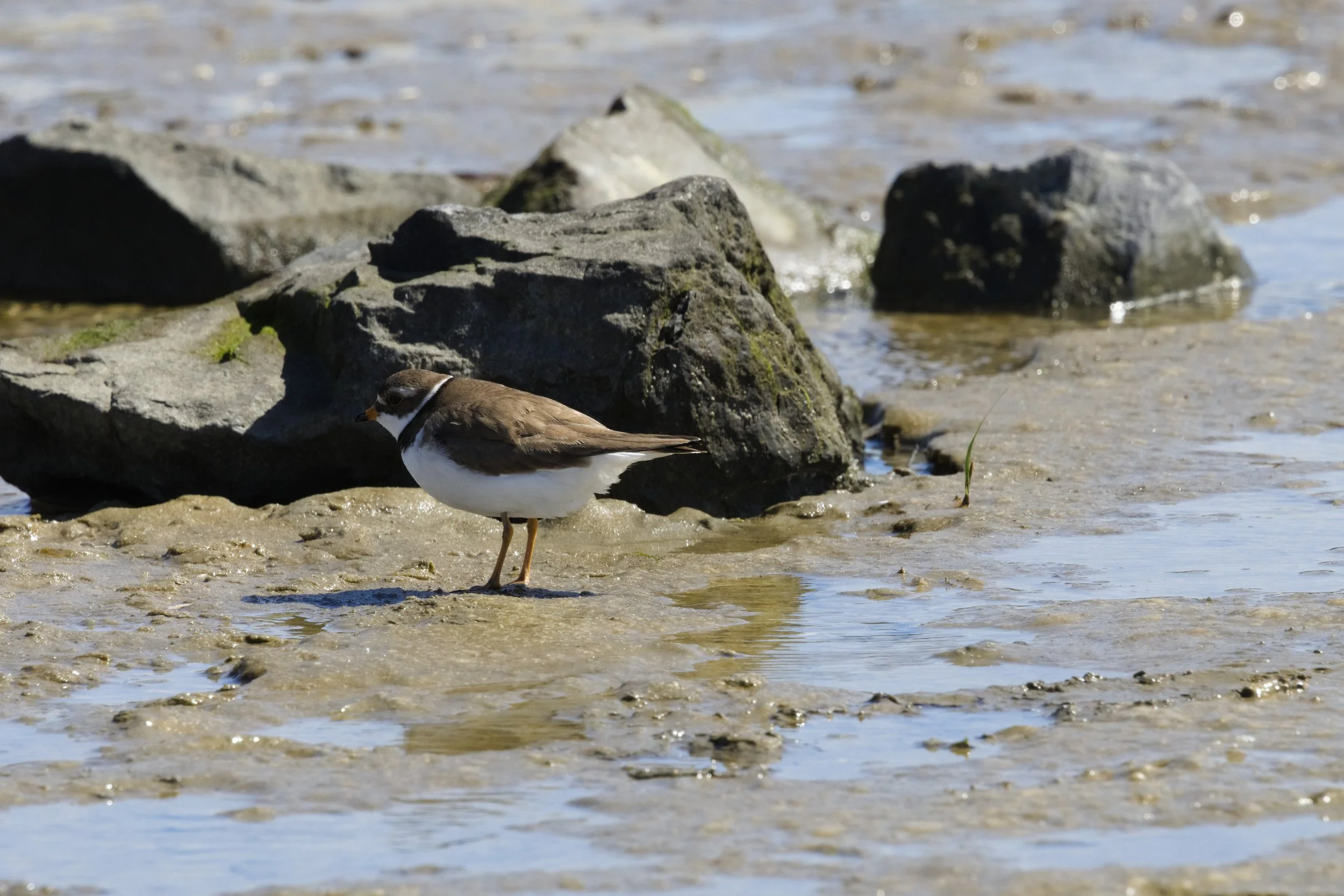 Semipalmated Plover1.jpg
