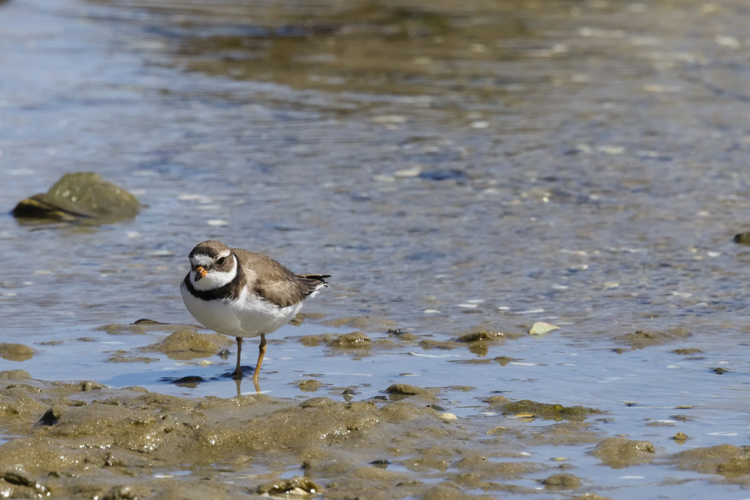 Semipalmated Plover