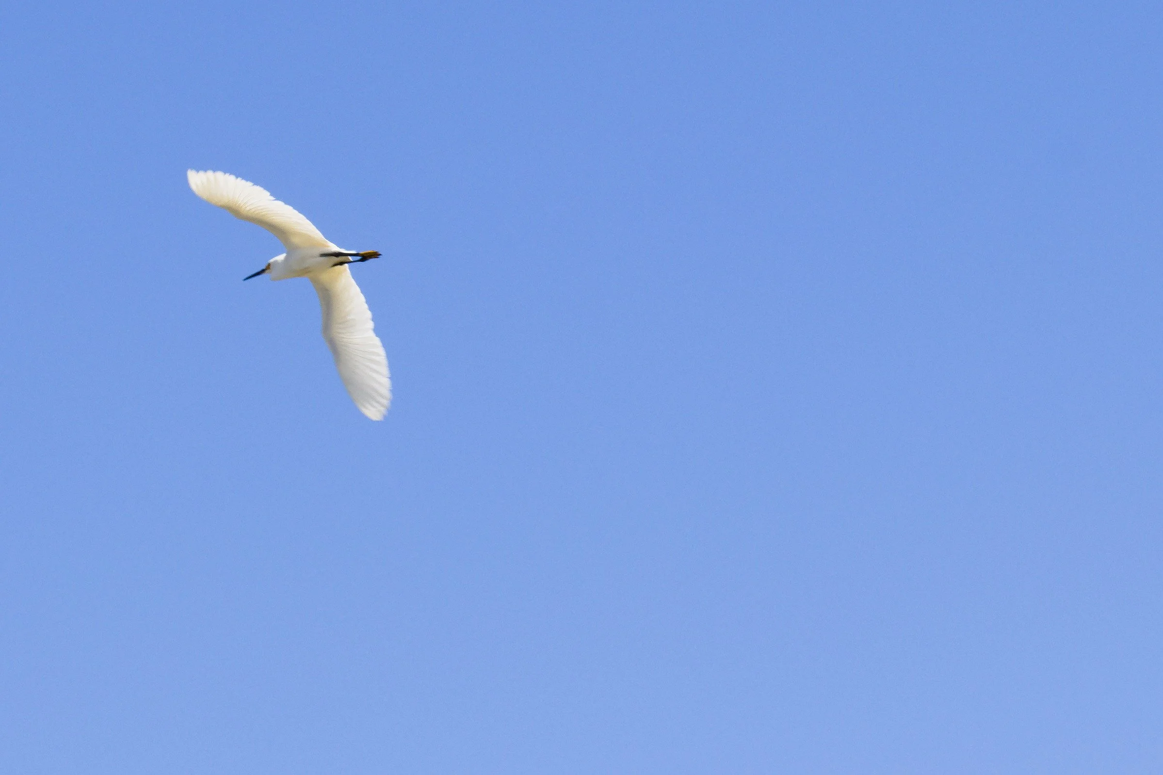 Snowy Egret
