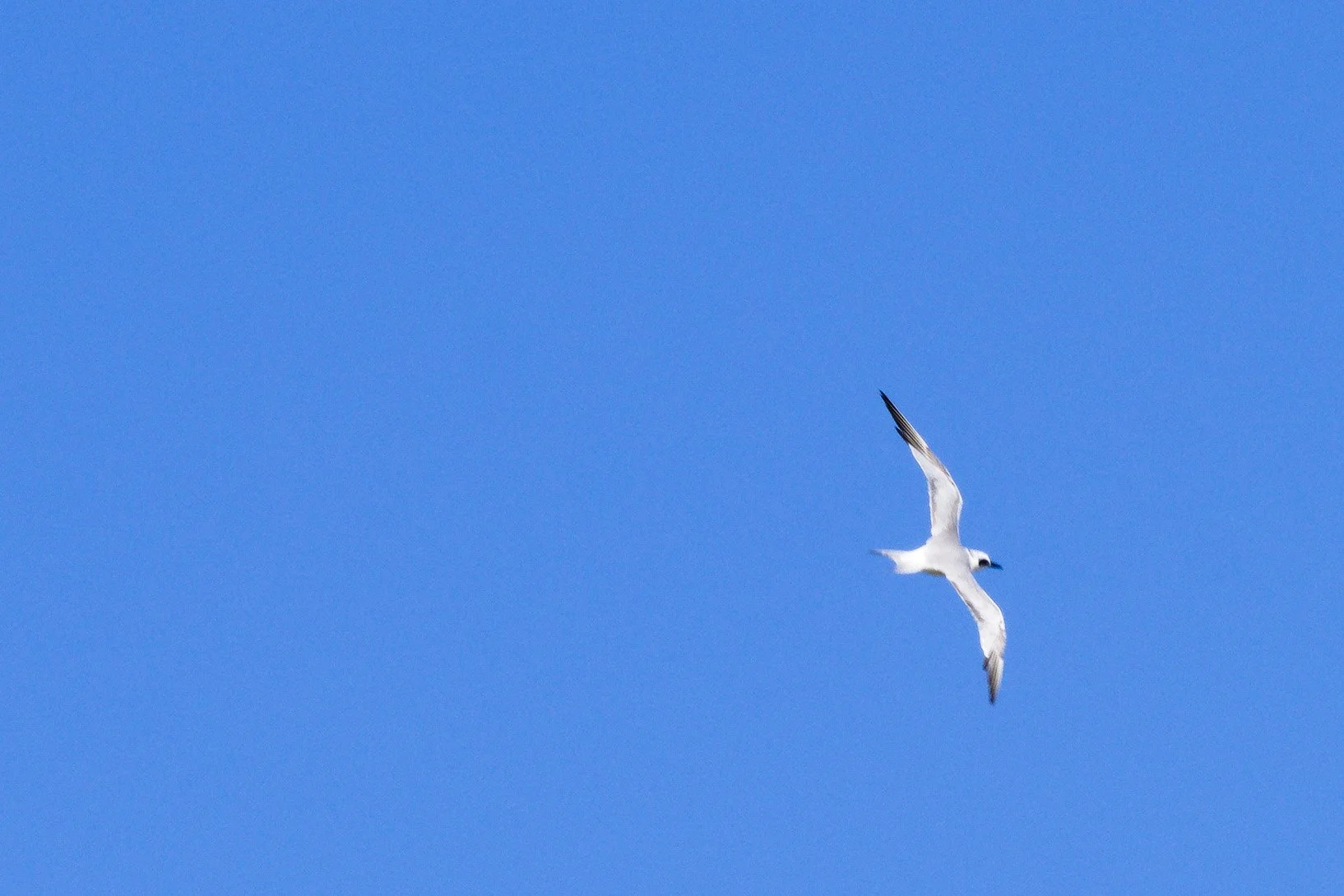 Gull-billed Tern