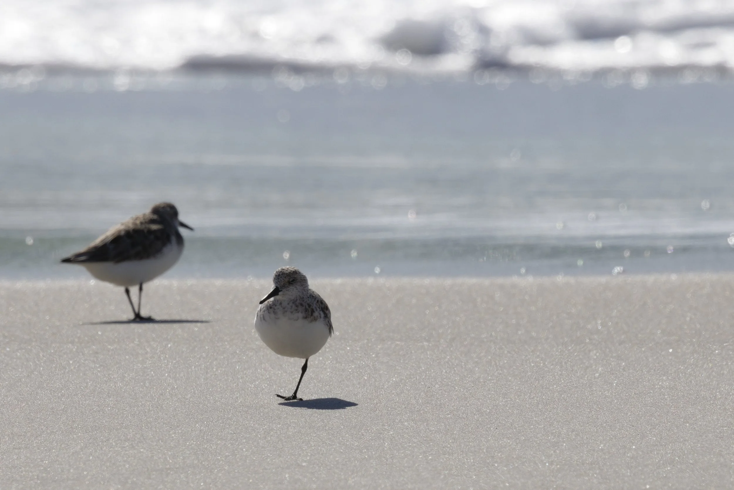 Sanderling1.jpg