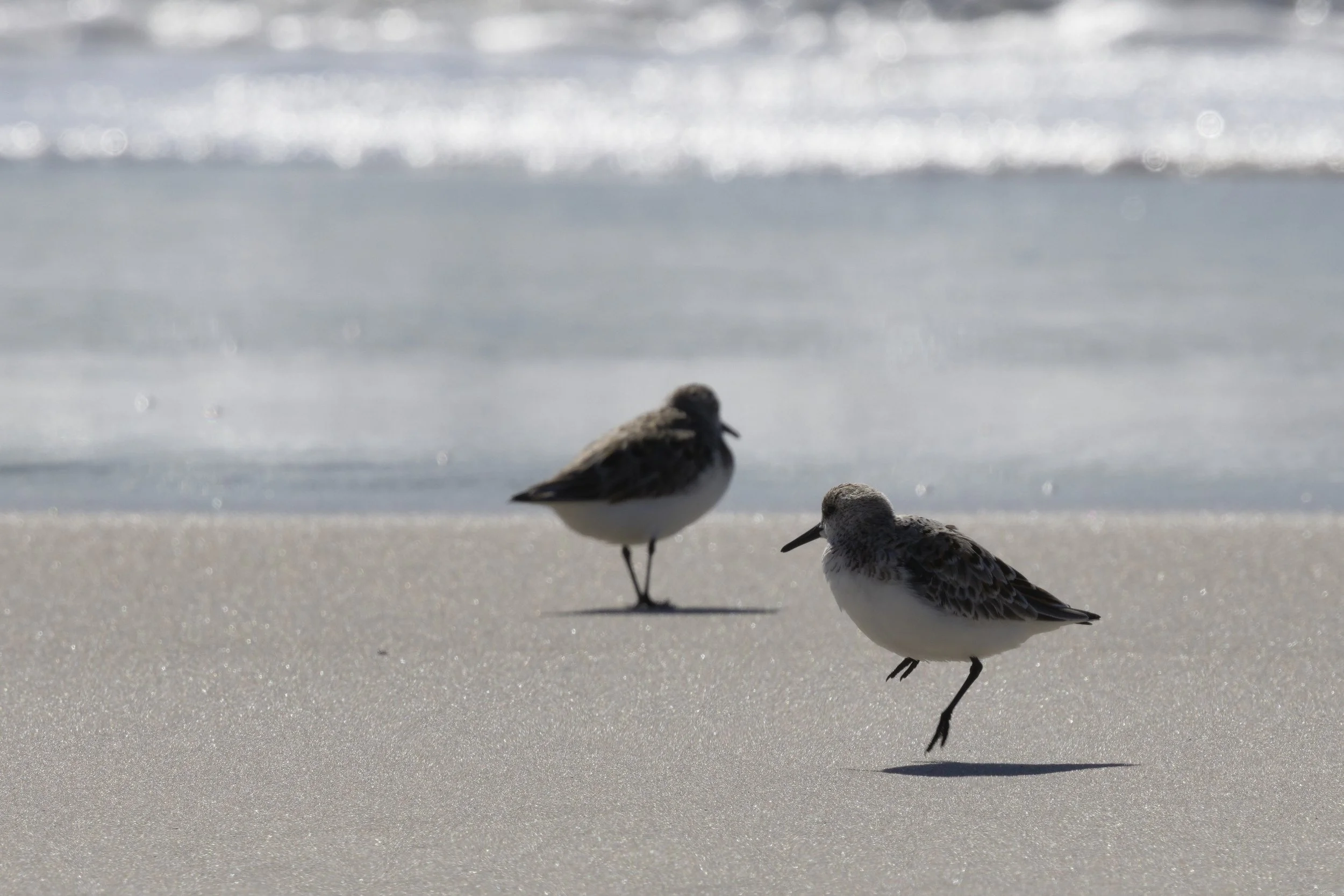 Sanderling2.jpg