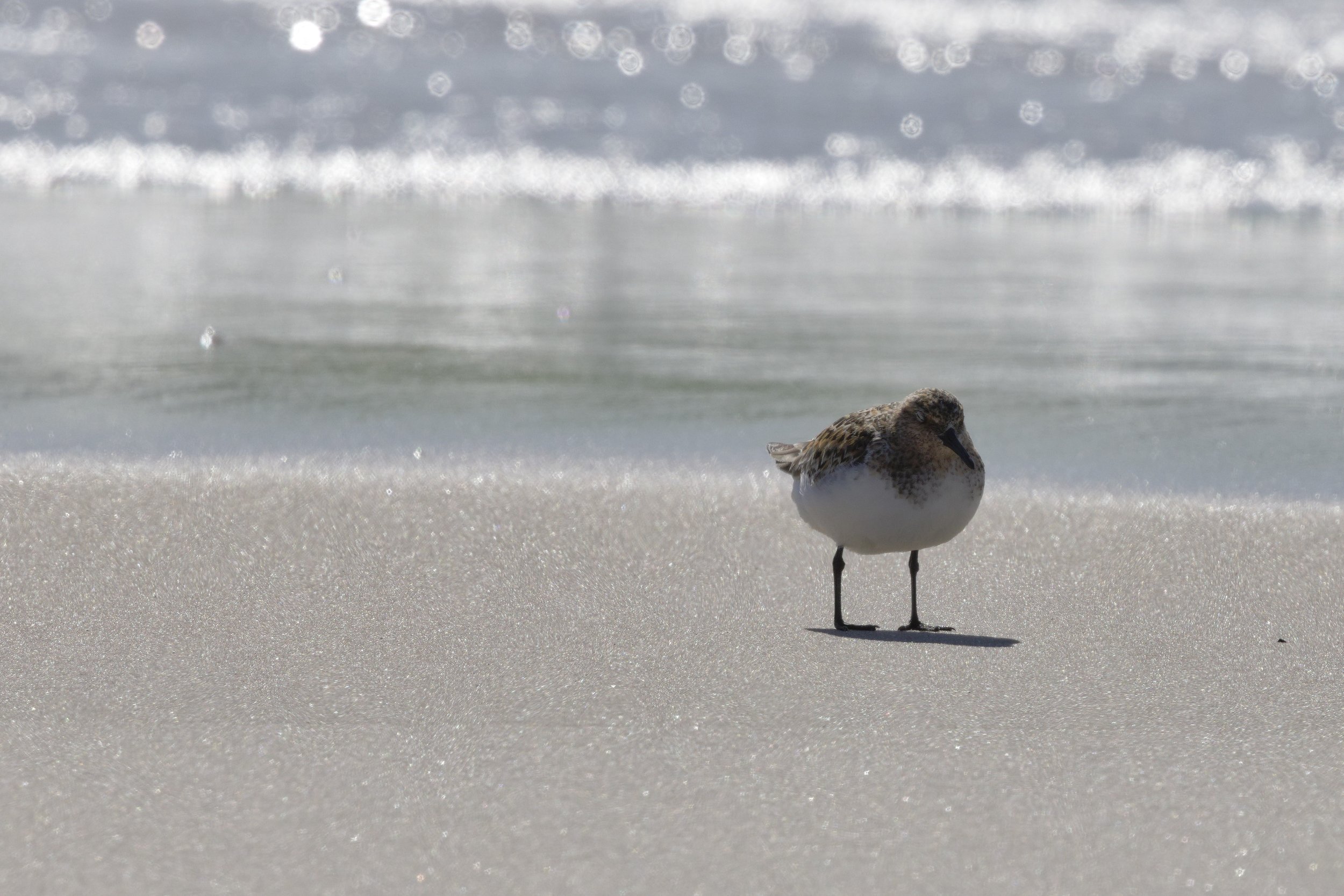 Sanderling3.jpg