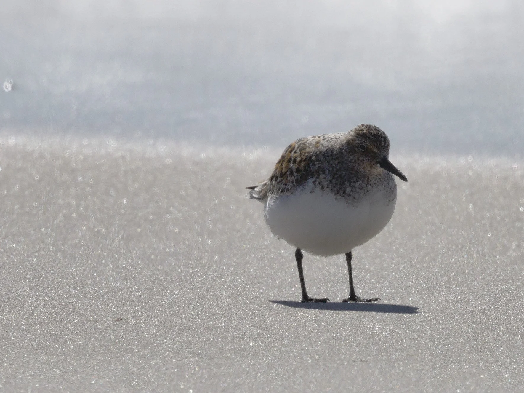 Sanderling4.jpg