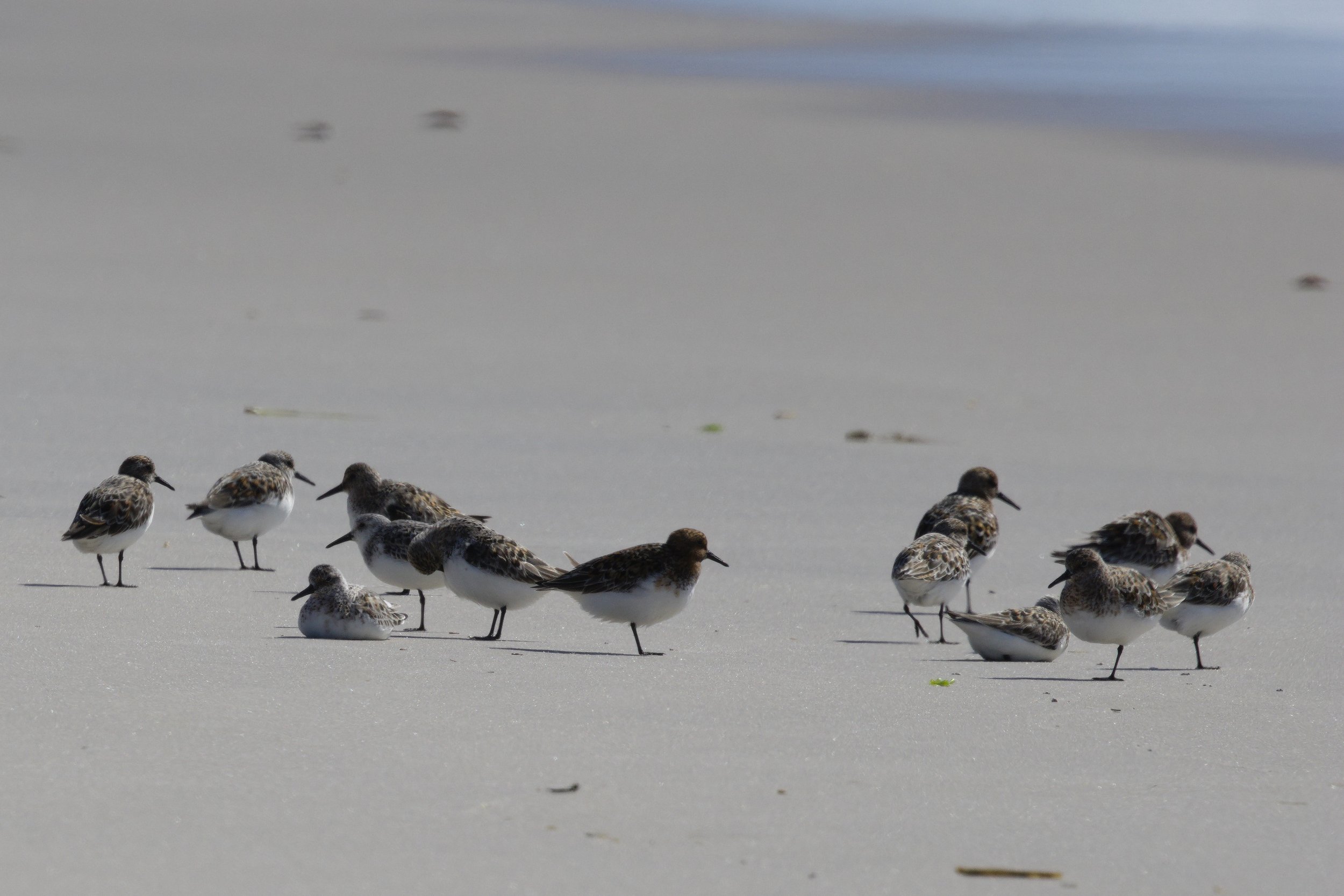 Sanderling5.jpg