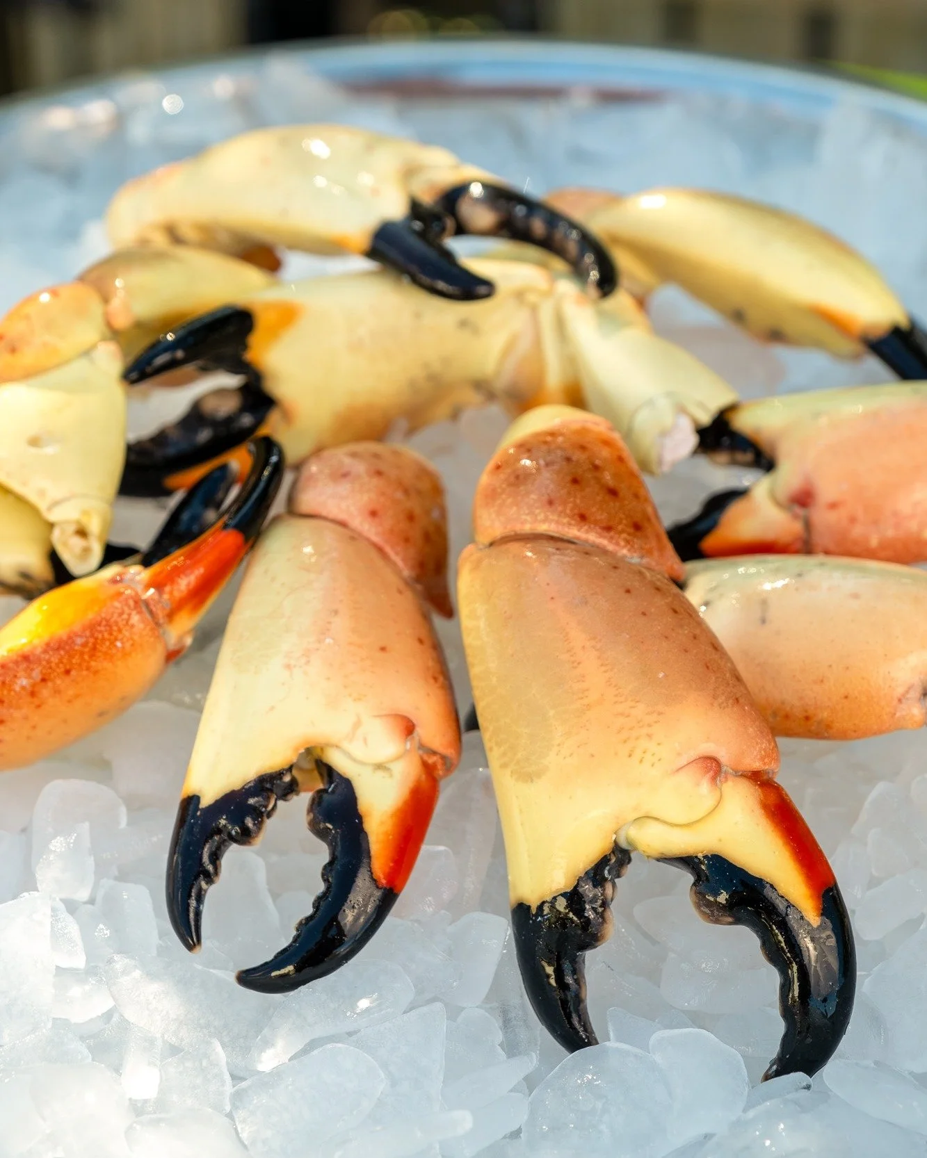 Do you like free stone crabs? Of course you do!
Just TWO MORE DAYS left to enter our giveaway, ends 11:59pm on Wednesday!
Head over to the post on our Facebook or Instagram to learn more and enter, good luck!
#EatFloridaSeafood