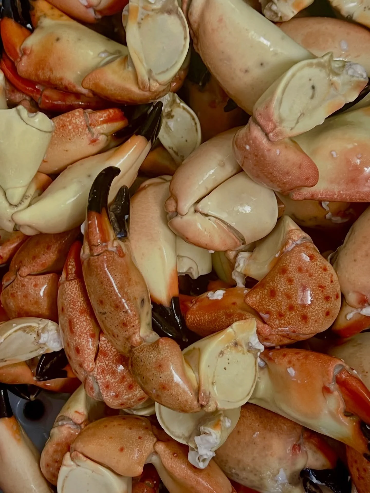 Fresh Stone Crab ✅
Fresh Lobster ✅
We have BOTH! 

Come see us daily 9am-6pm, open till 4pm on Sundays!

#StoneCrab #Lobster #FreshSeafood #FloridaKeysEats #FromTheOceanToYourPlate