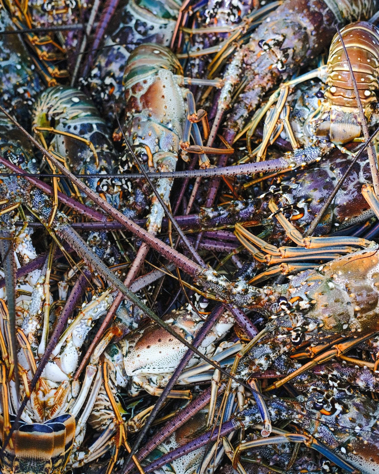 Join us at the market today from 11 to 5 for Seafood Shack Saturdays; fried fish, lobster, conch fritters and more!

Lobster season wraps up March 31, so come taste every delicious, fresh morsel before they are gone!

#eatfloridaseafood