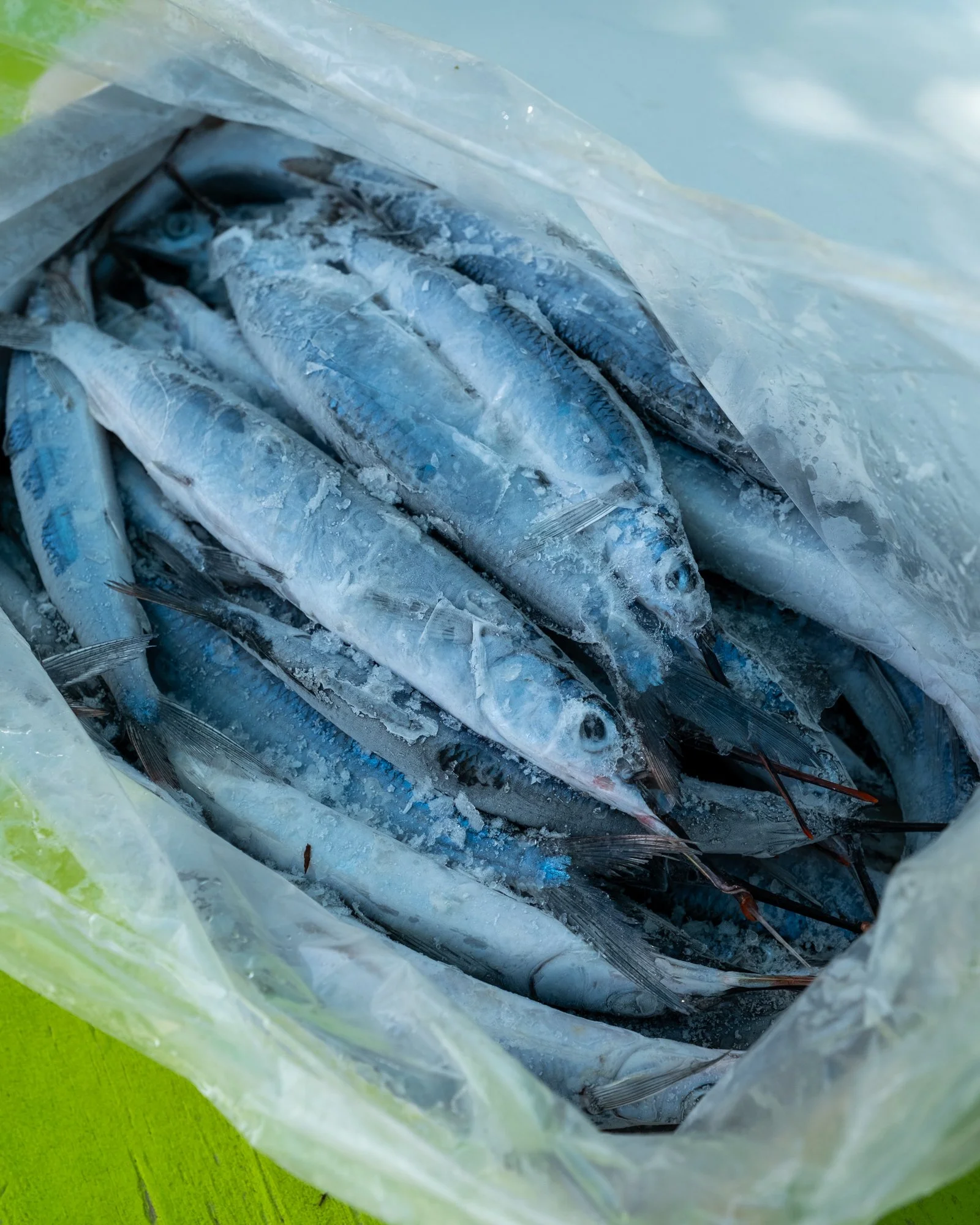 Heading out for a tournament? 

Eat Florida Seafood and @gradeabait  have you covered. Stop by the market for all your bait, tackle, and snacks&mdash;everything you need to fuel up for a long day on the water and reel in the win.

#eatfloridaseafood 