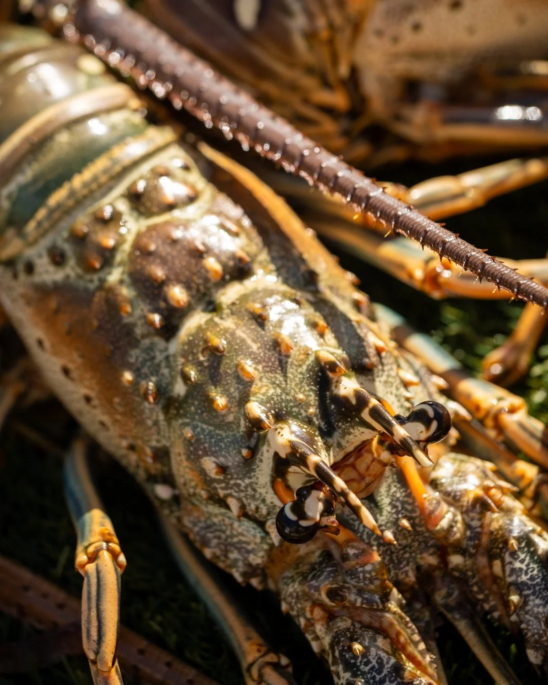 Lobster season ends March 31st&mdash;don&rsquo;t miss your chance to enjoy the season&rsquo;s final fresh catch! 

Stop by the market for the last fresh lobsters of the season. 

#EatFloridaSeafood #ShopLocal #Lobster #LobsterSeason