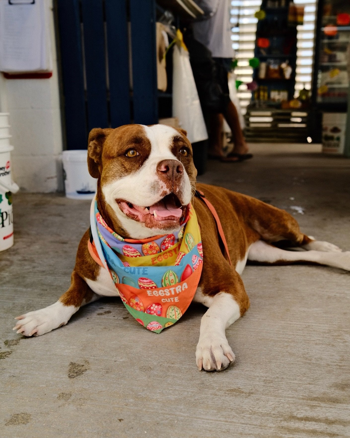 Happy Easter from the EFS crew! 🐣

Tiki is feeling eggstra cute 😍

Open till 4 today, come see us!

#eatfloridaseafood