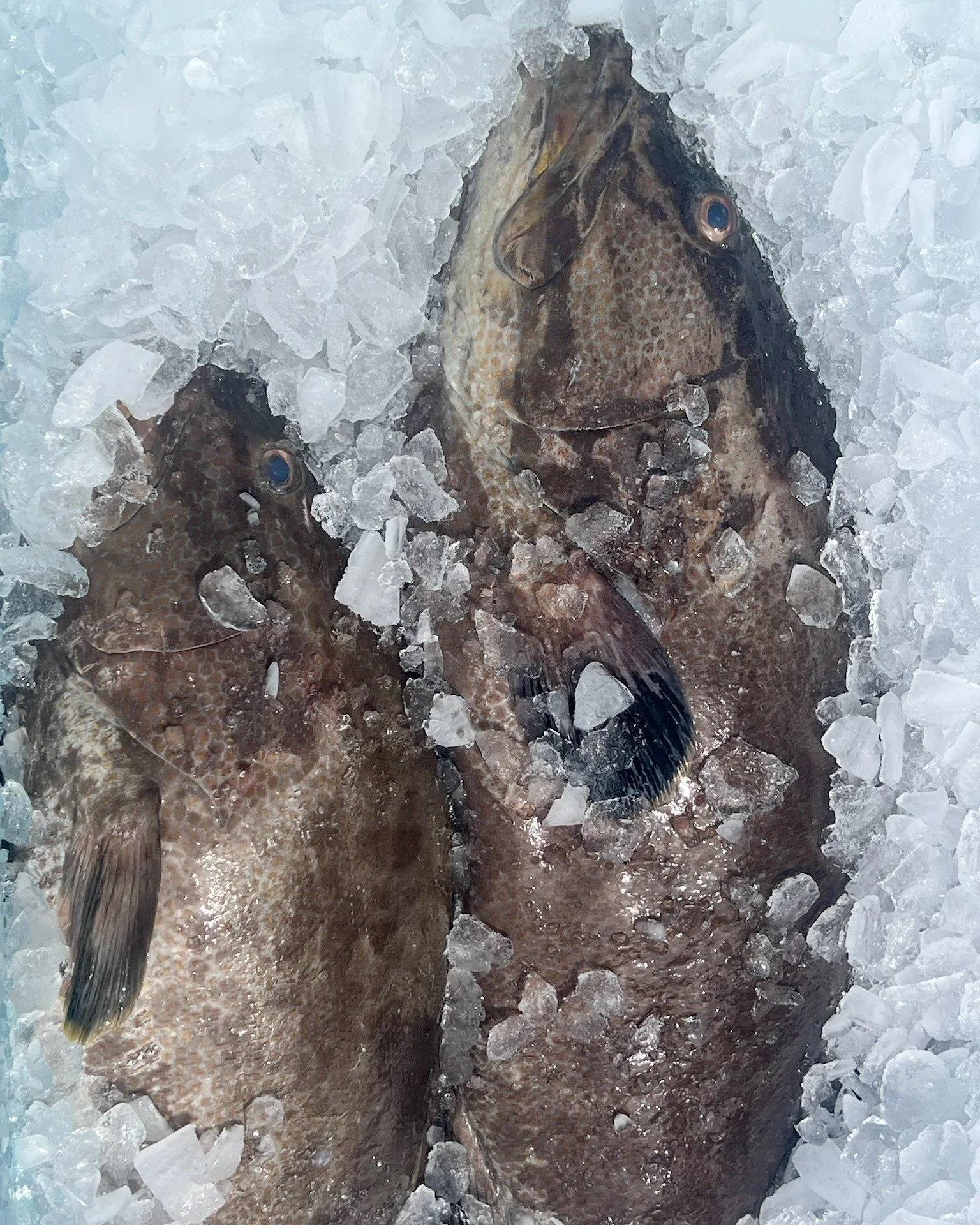Grouper season opened last week and we&rsquo;re stocked up with a fresh selection at the market 🐟 

Last May&rsquo;s recipe is making a comeback &mdash; crispy fried grouper tacos topped with our purple island slaw, coated in Captain&rsquo;s Fish Fr