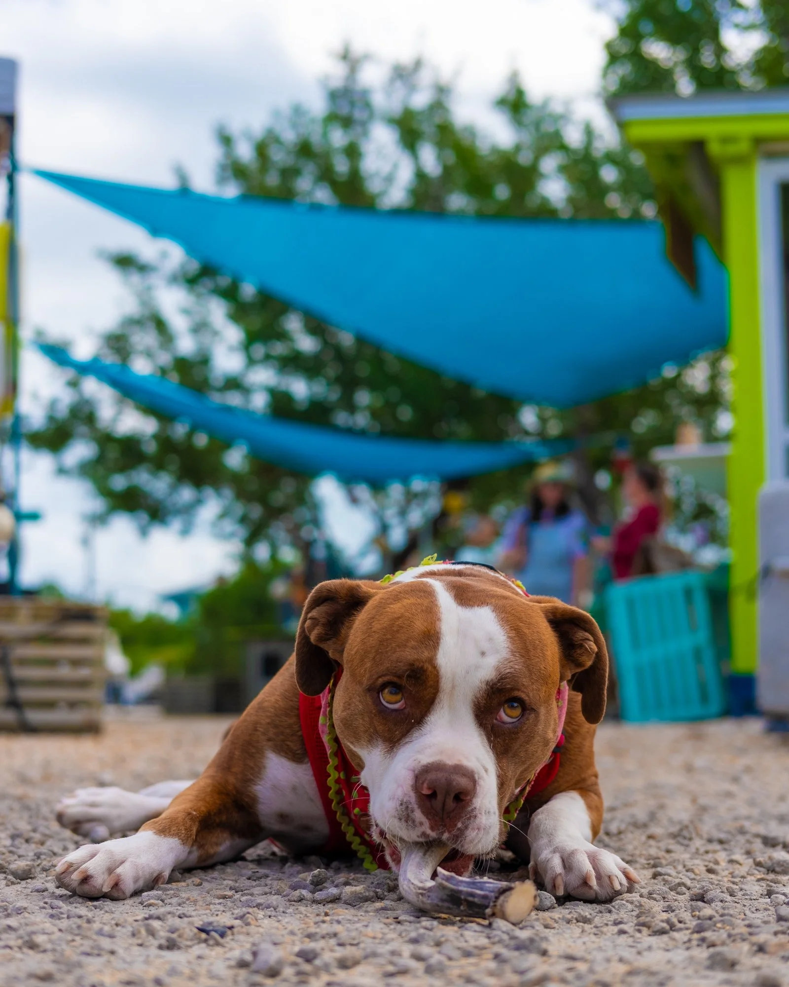 It's Tiki Tuesday 🐾🌴 

If you&rsquo;ve been by Eat Florida Seafood, you already know&hellip; Tiki runs the place. From greeting customers to soaking up the Keys sunshine, she&rsquo;s part of the crew and we wouldn&rsquo;t have it any other way.  We