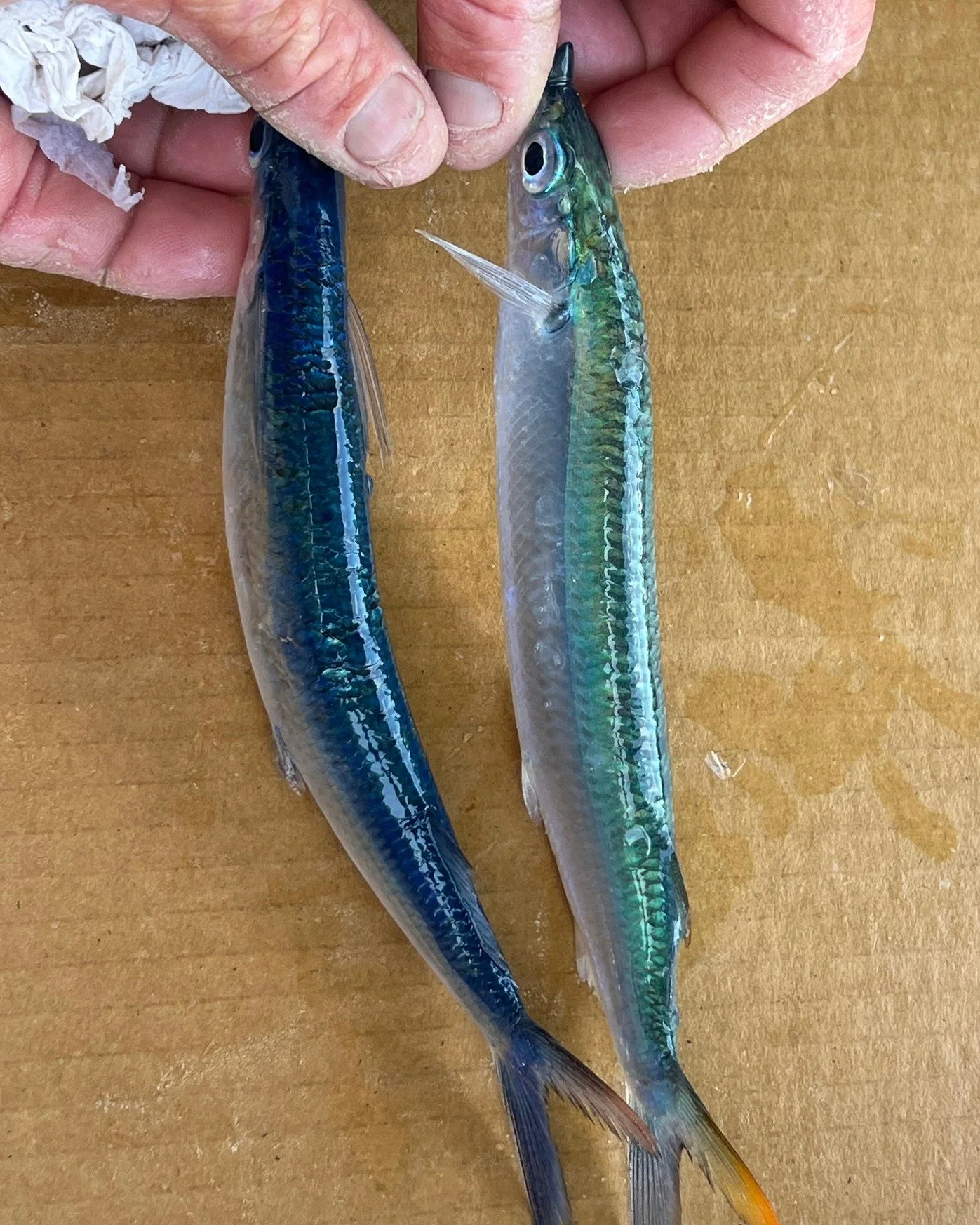 Greenback or Balao? 🎣 

While they may look similar, these two Florida Keys baitfish each have their place in the spread. 

Greenback Ballyhoo are larger-bodied, wider, and known for their durability, making them a favorite for targeting bigger offs