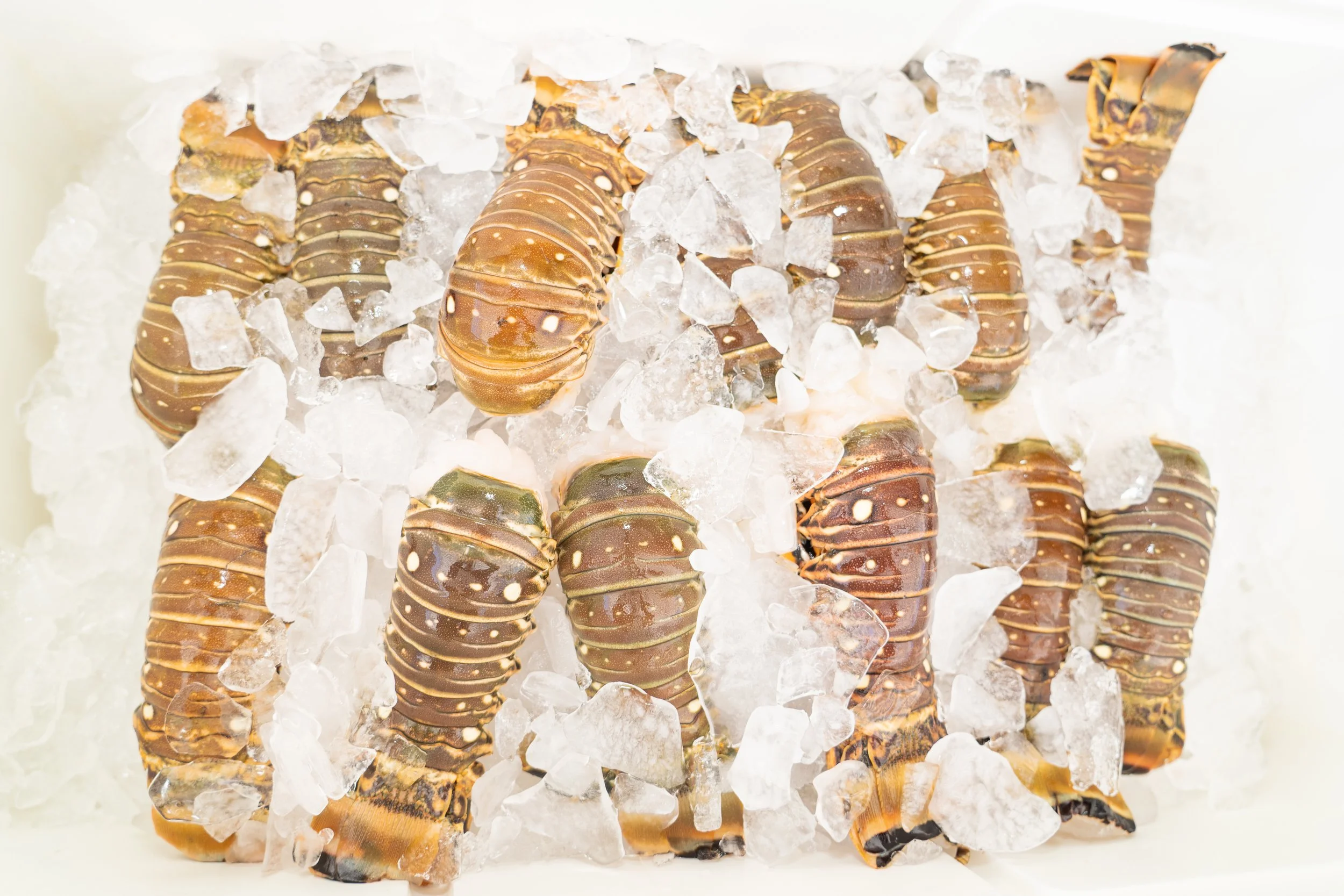 Florida Spiny Lobster Tails, 5–6 oz – 10 lb Bulk Box
