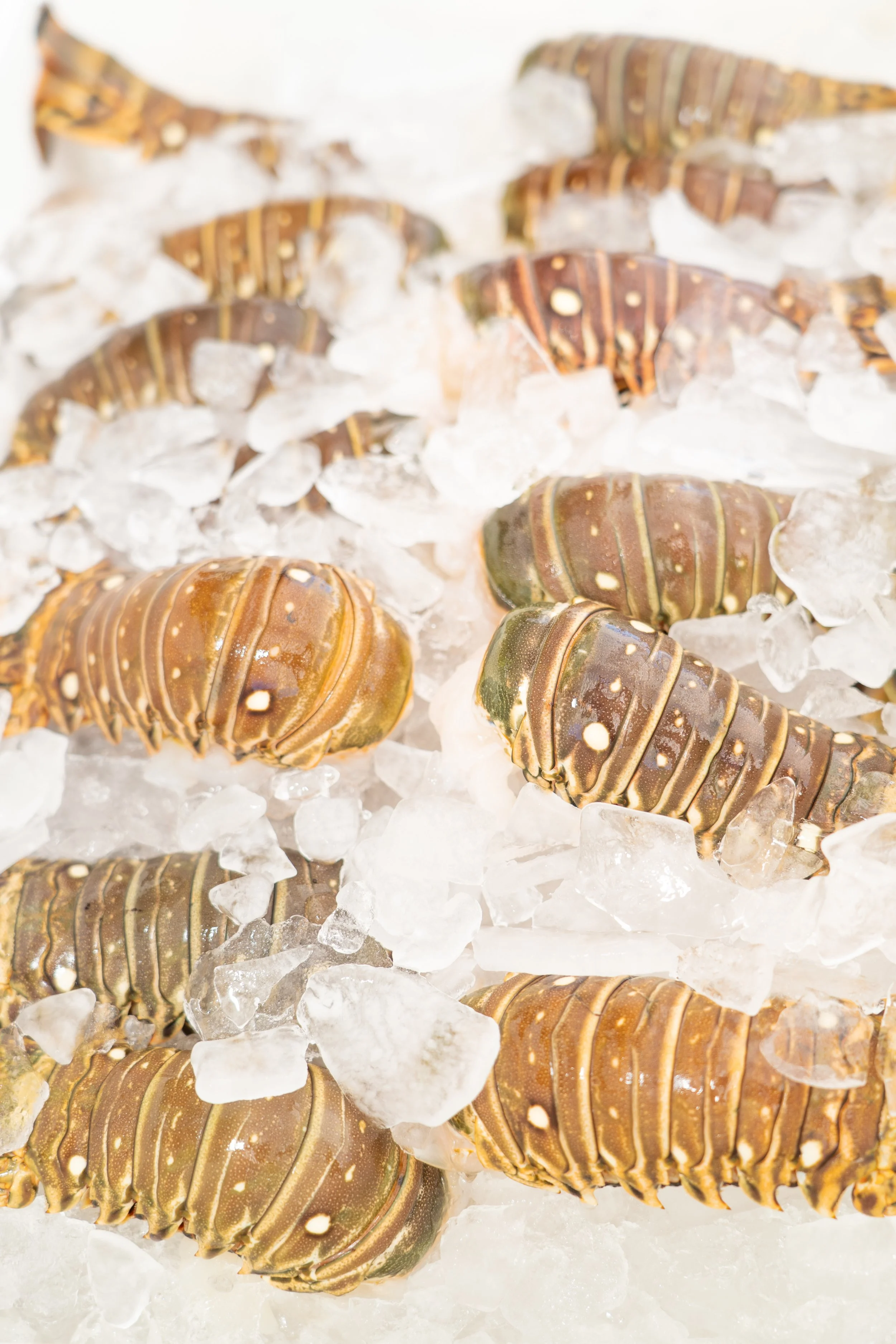 2023_10_05 EAT FLORIDA SEAFOOD-61.jpg