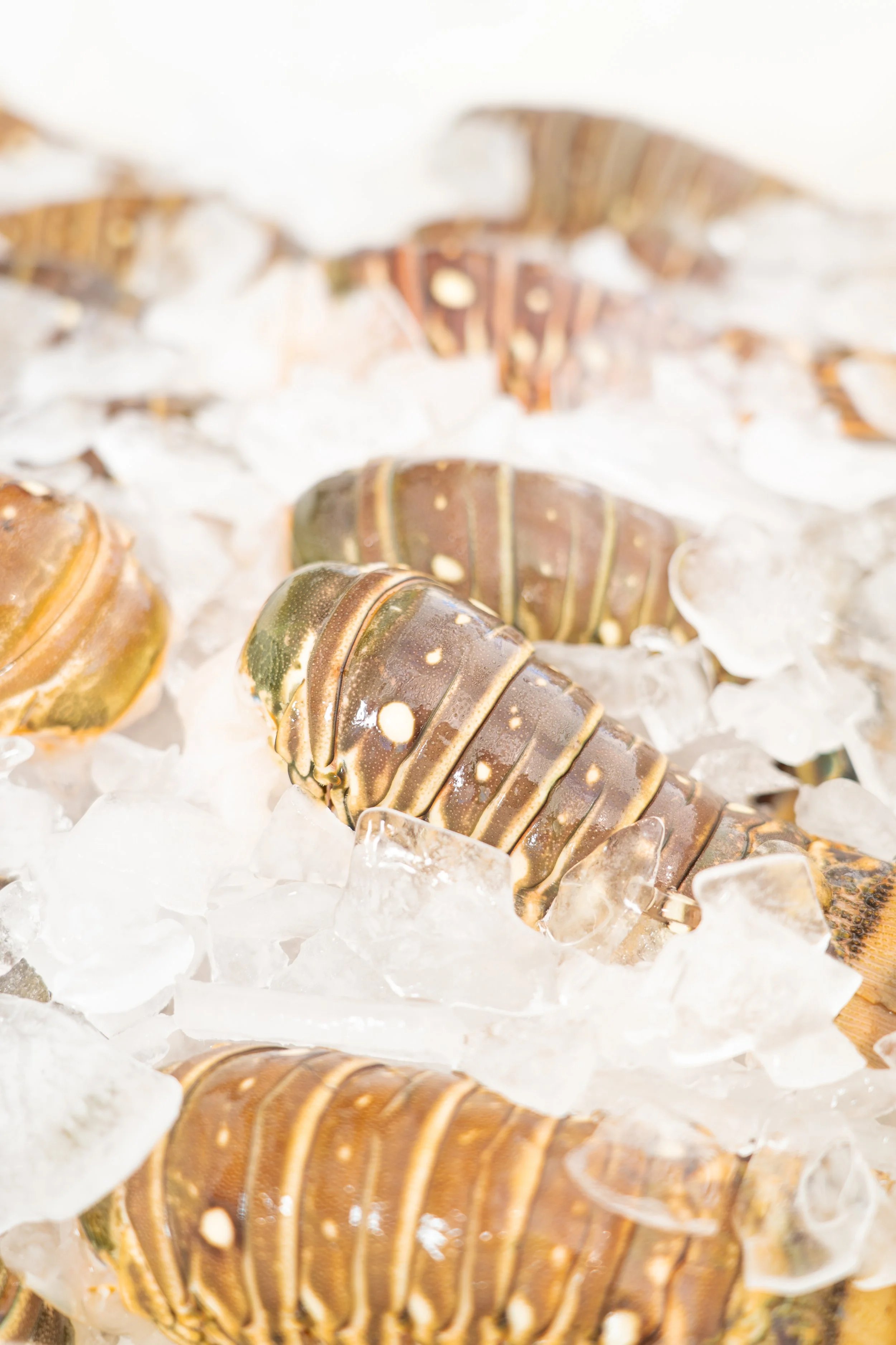 2023_10_05 EAT FLORIDA SEAFOOD-62.jpg