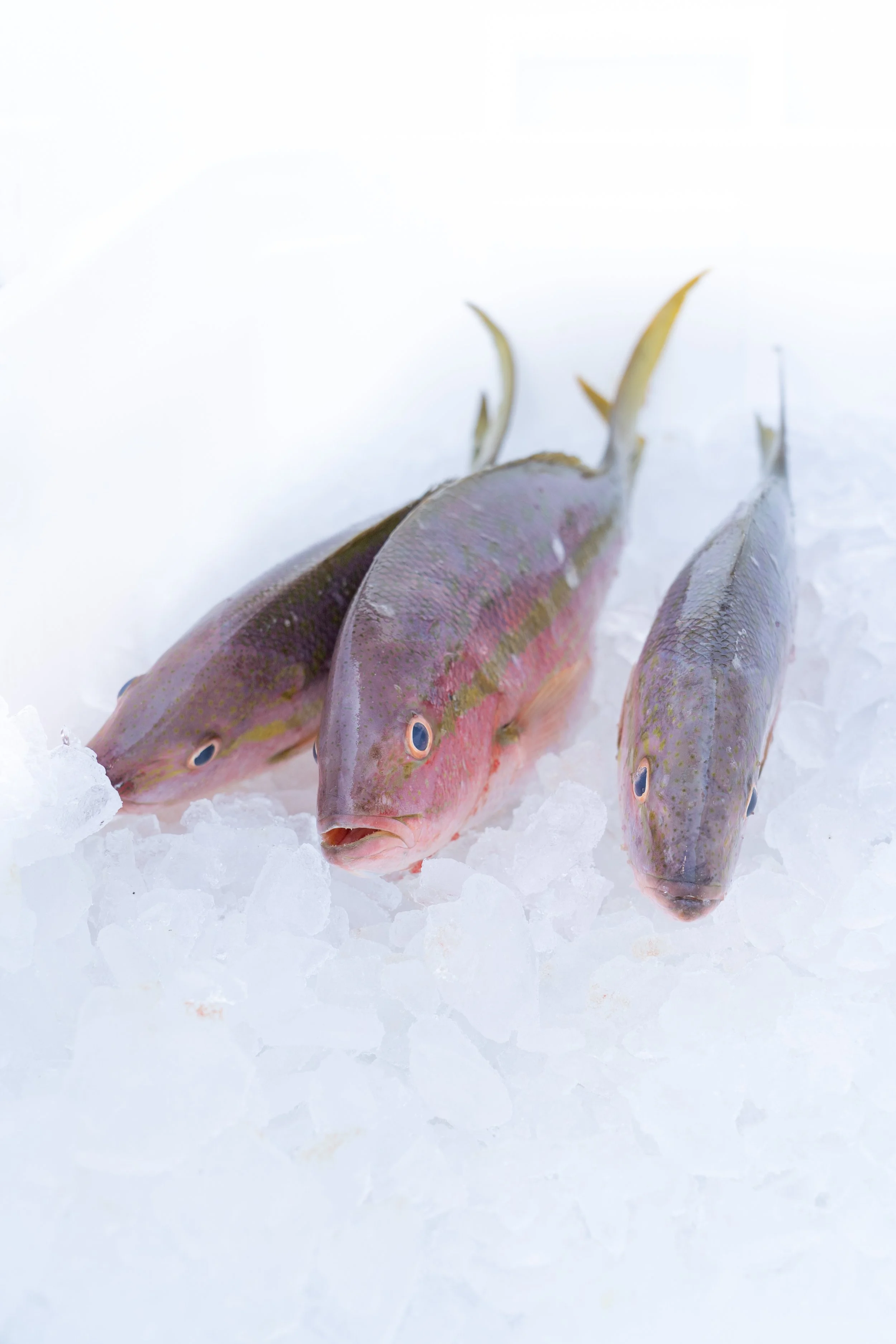 2023_10_05 EAT FLORIDA SEAFOOD-64.jpg