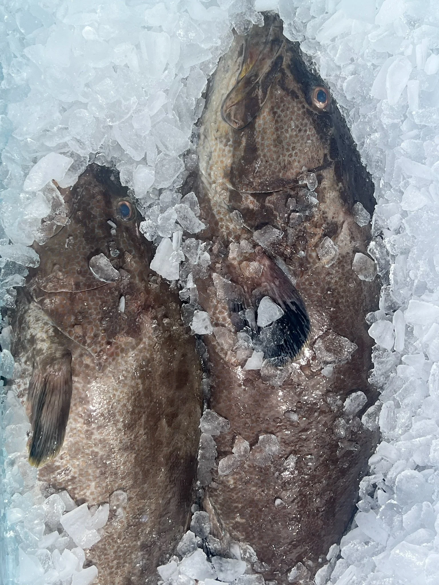 Fresh Grouper Fillet – 1 lb, Never Frozen