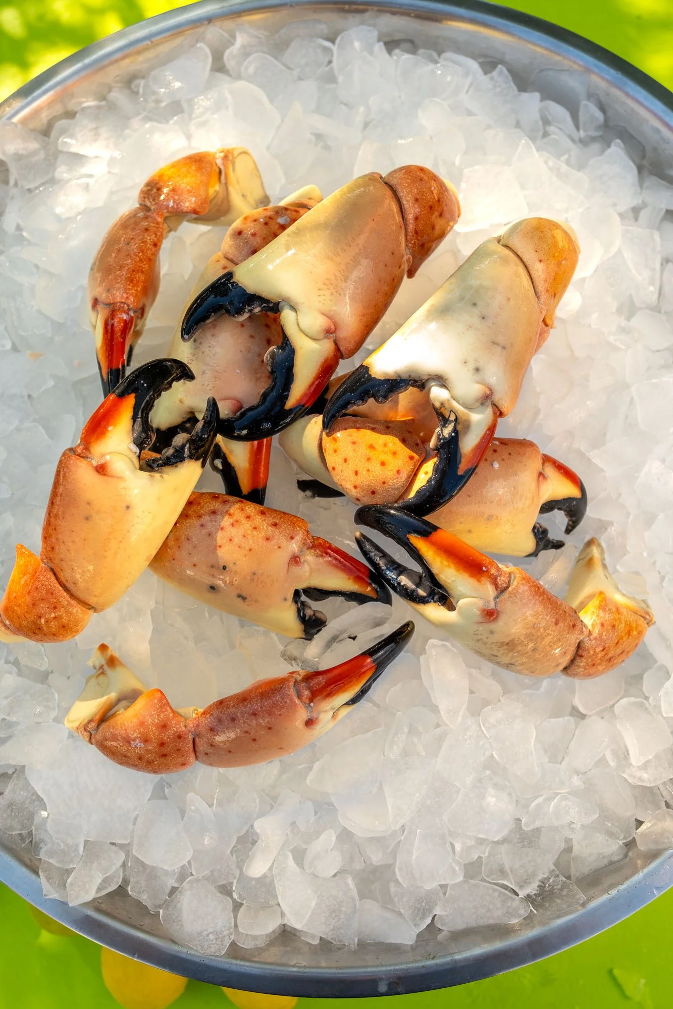 Florida Stone Crab Claws, Jumbo – 1 lb (about 3 claws)