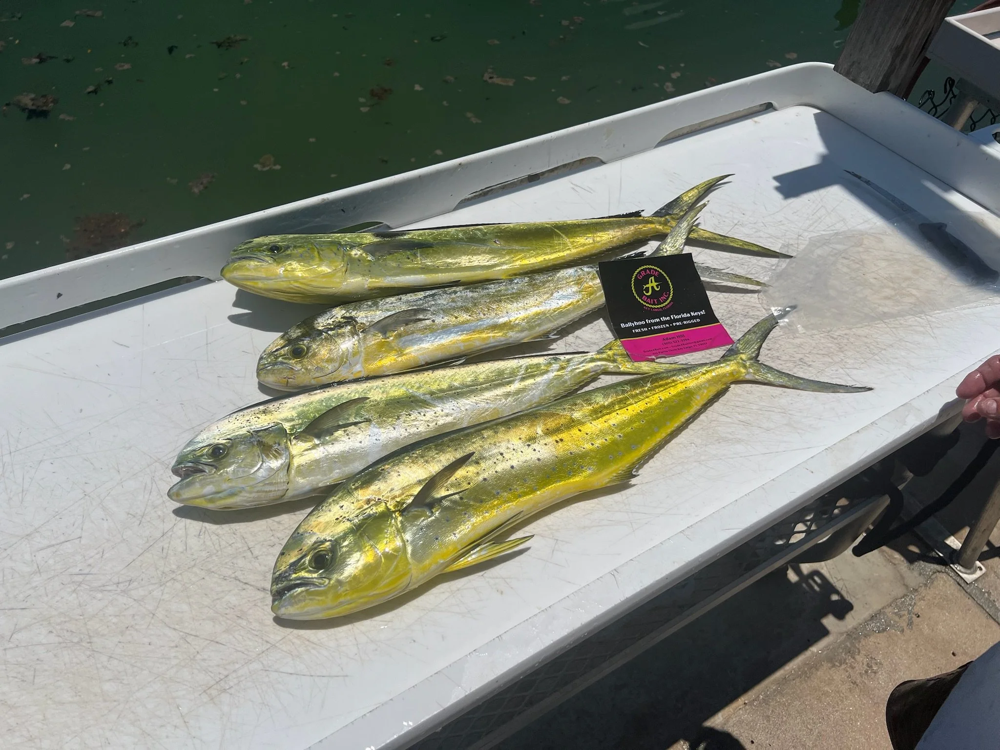 Fresh Mahi-Mahi Fillet – 1 lb, Never Frozen