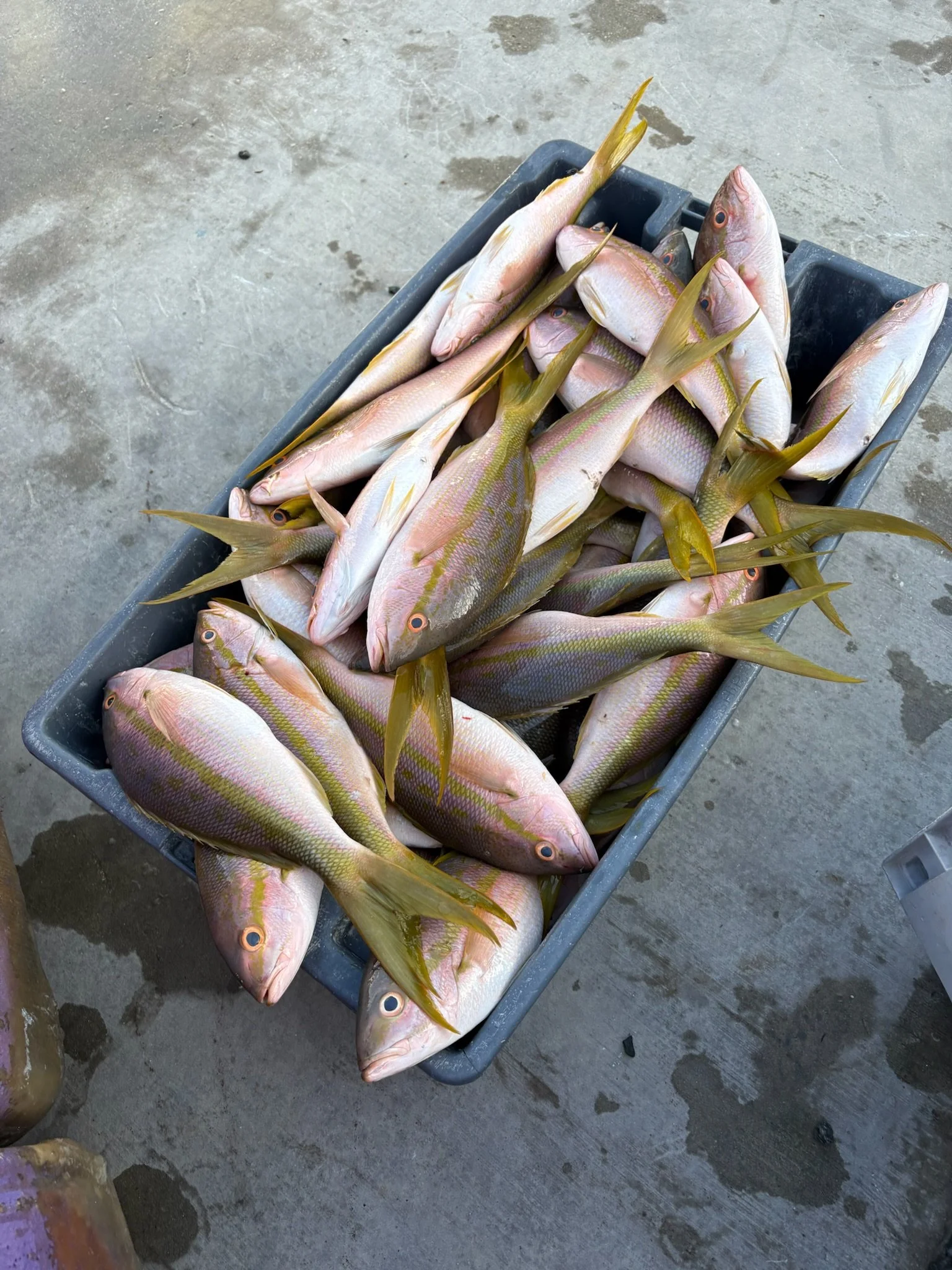 Fresh Whole Yellowtail Snapper, Cleaned – 1 to 1.5 lb
