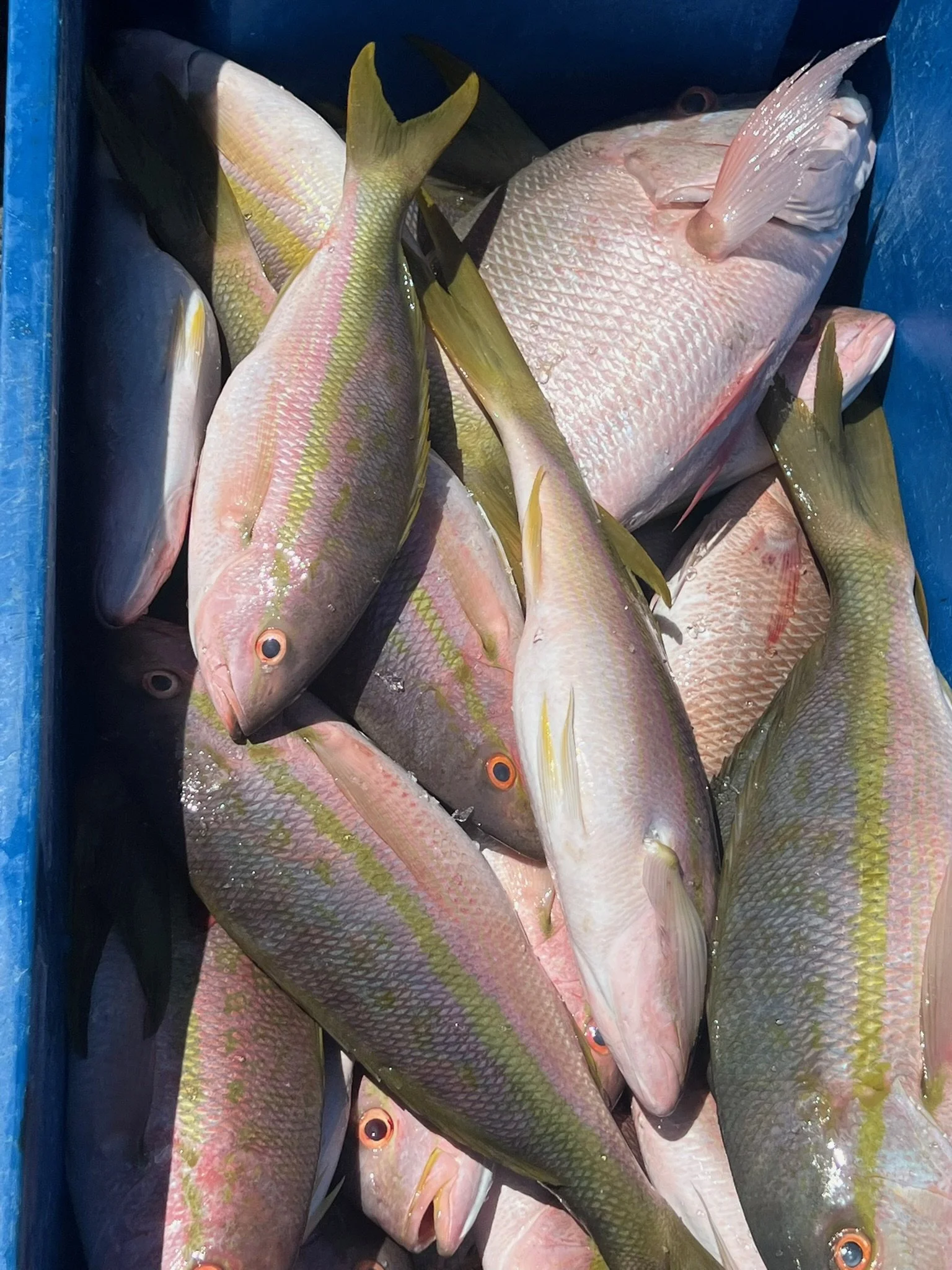 Fresh Yellowtail Snapper Fillet – 1 lb, Never Frozen